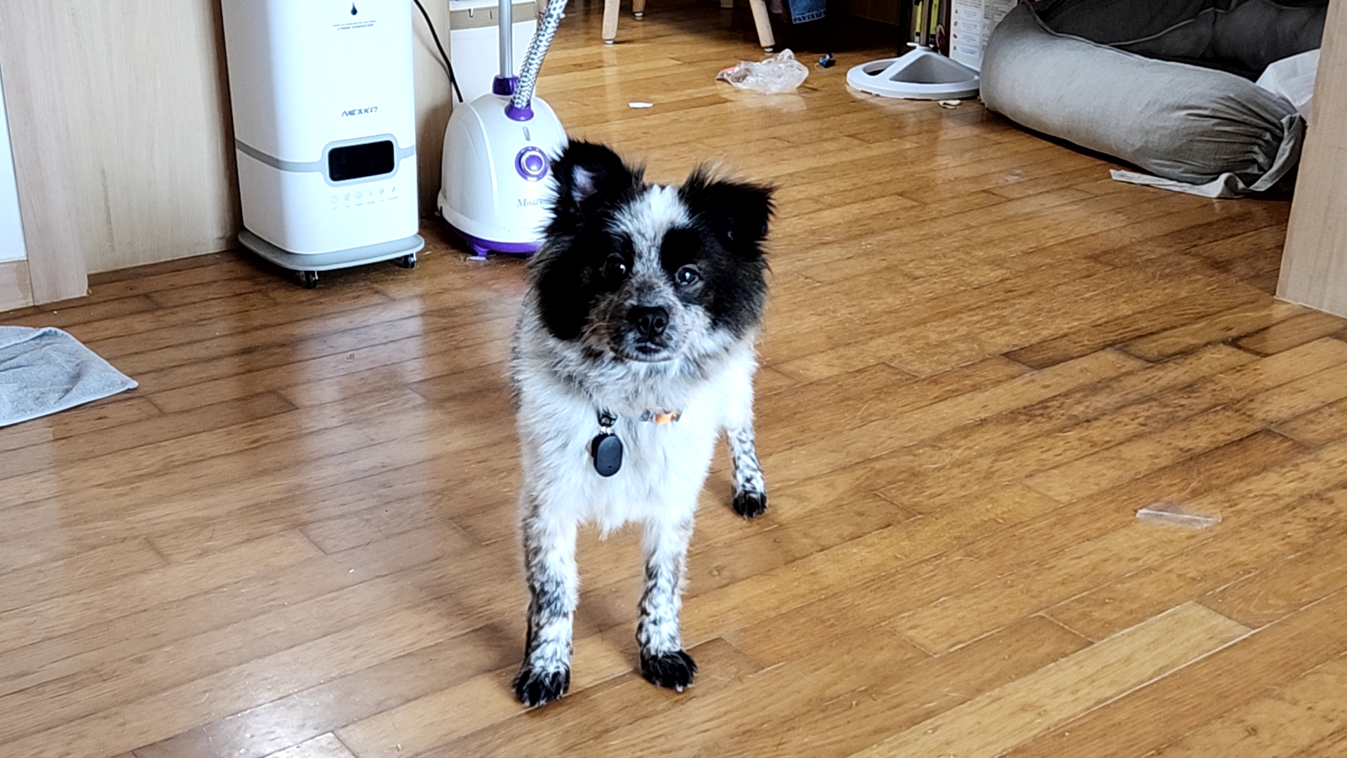 쿠앤이 임시보호 한달 후기