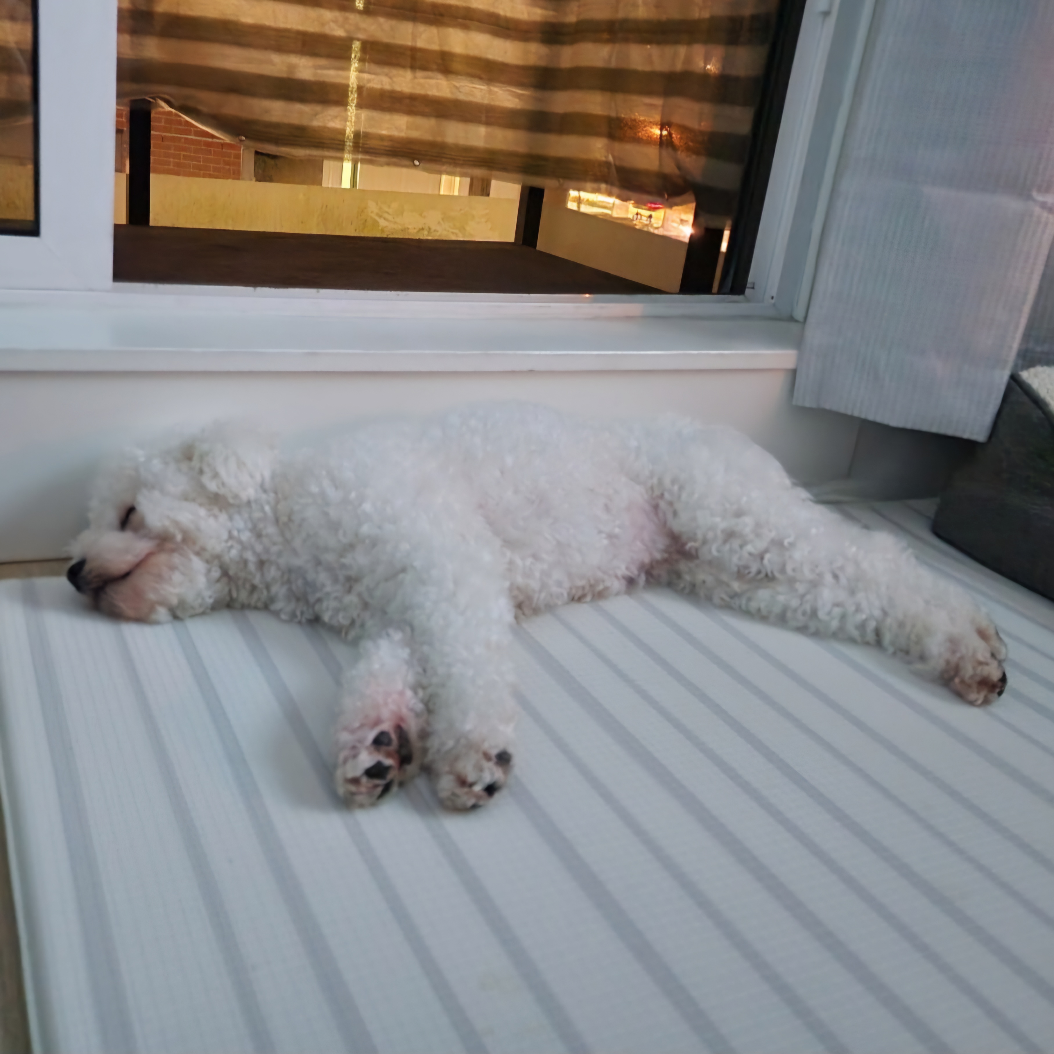 파피 (구 양말이) 입양 3달 후기