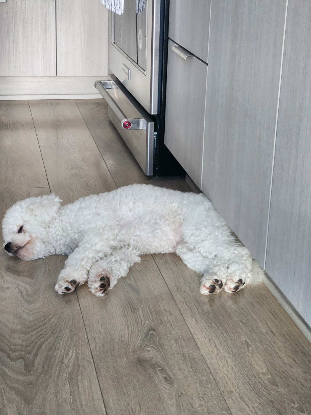 파피 (구 양말이) 입양 3달 후기