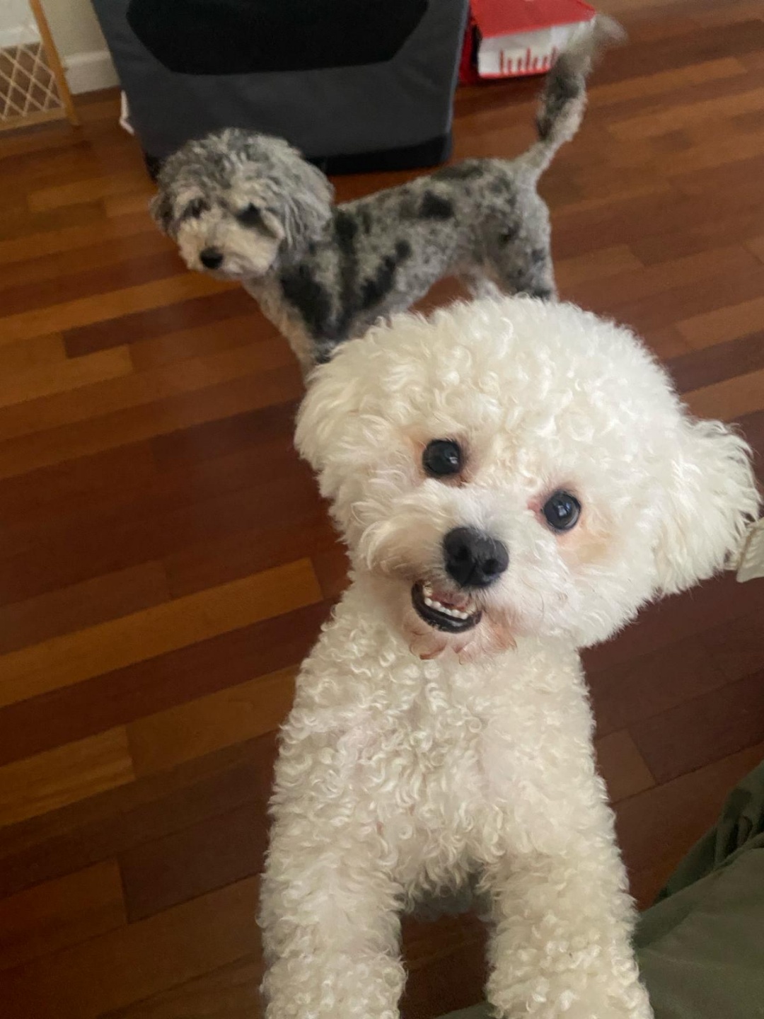 파피 (구 양말이) 입양 3달 후기