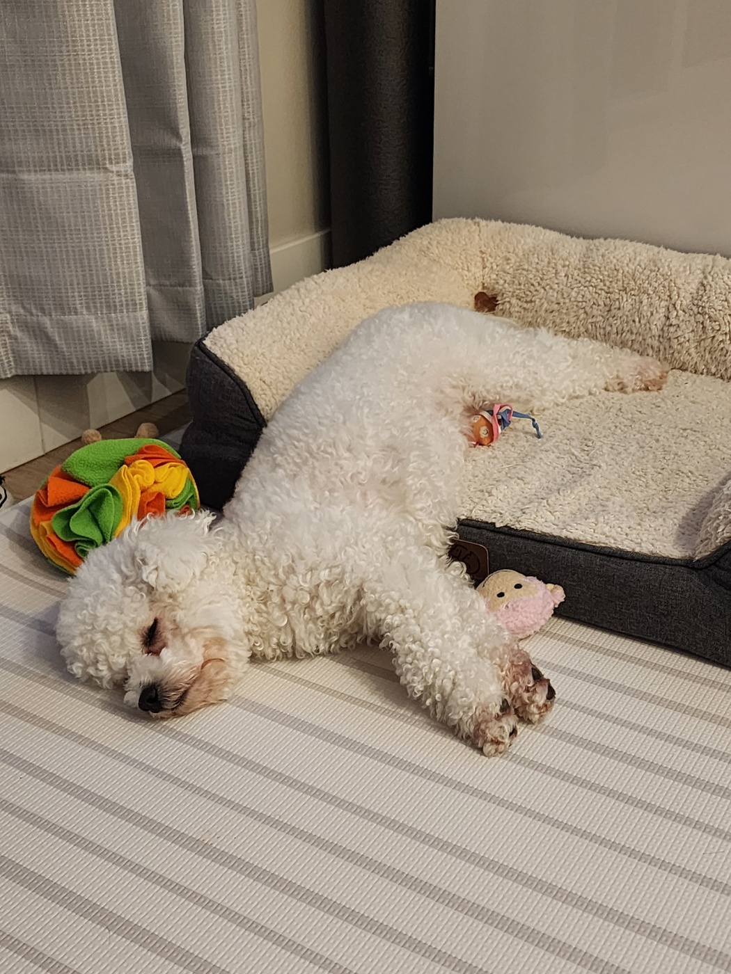 파피 (구 양말이) 입양 3달 후기