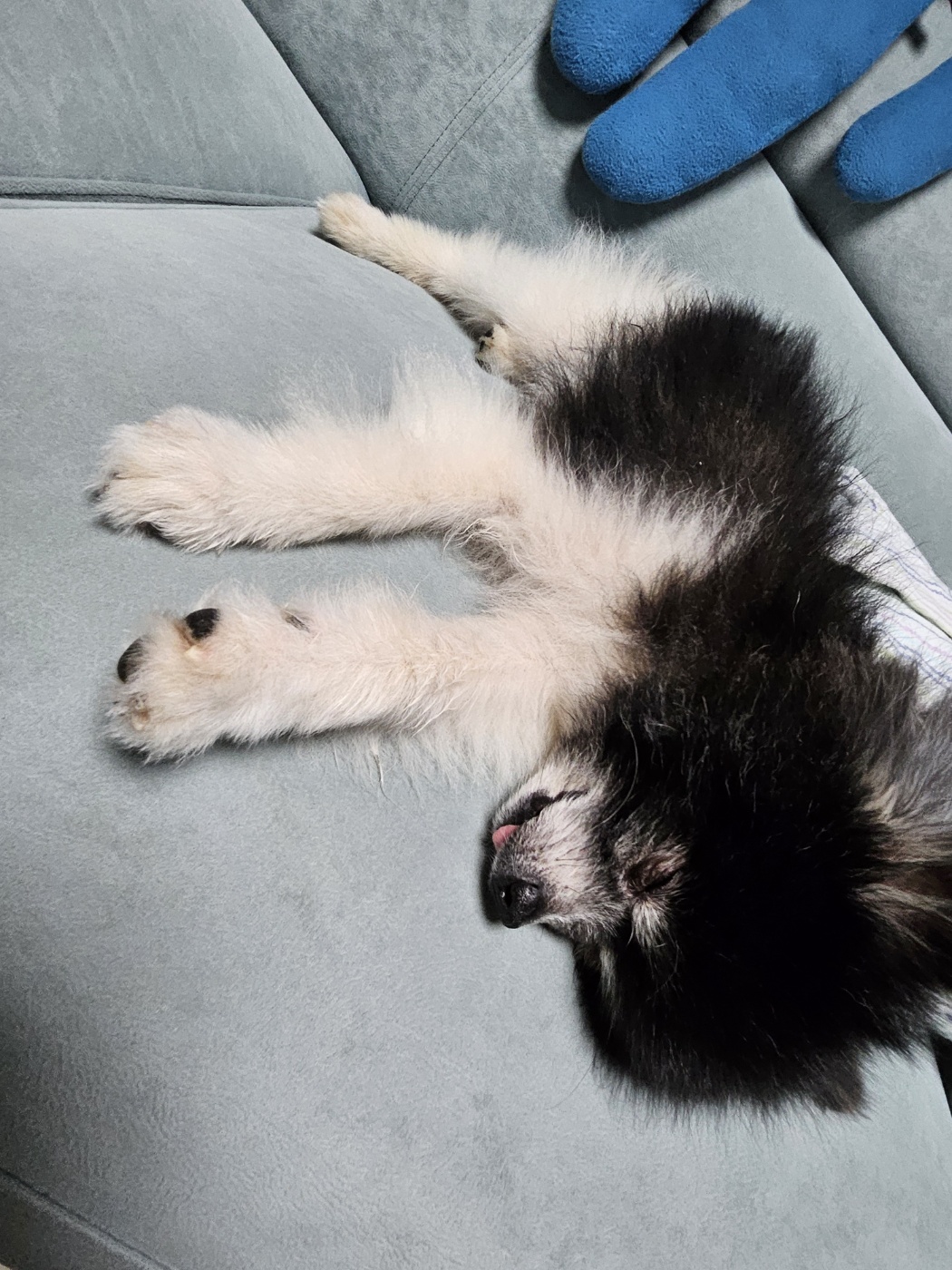 봄이(하울이) 임보 5주일차