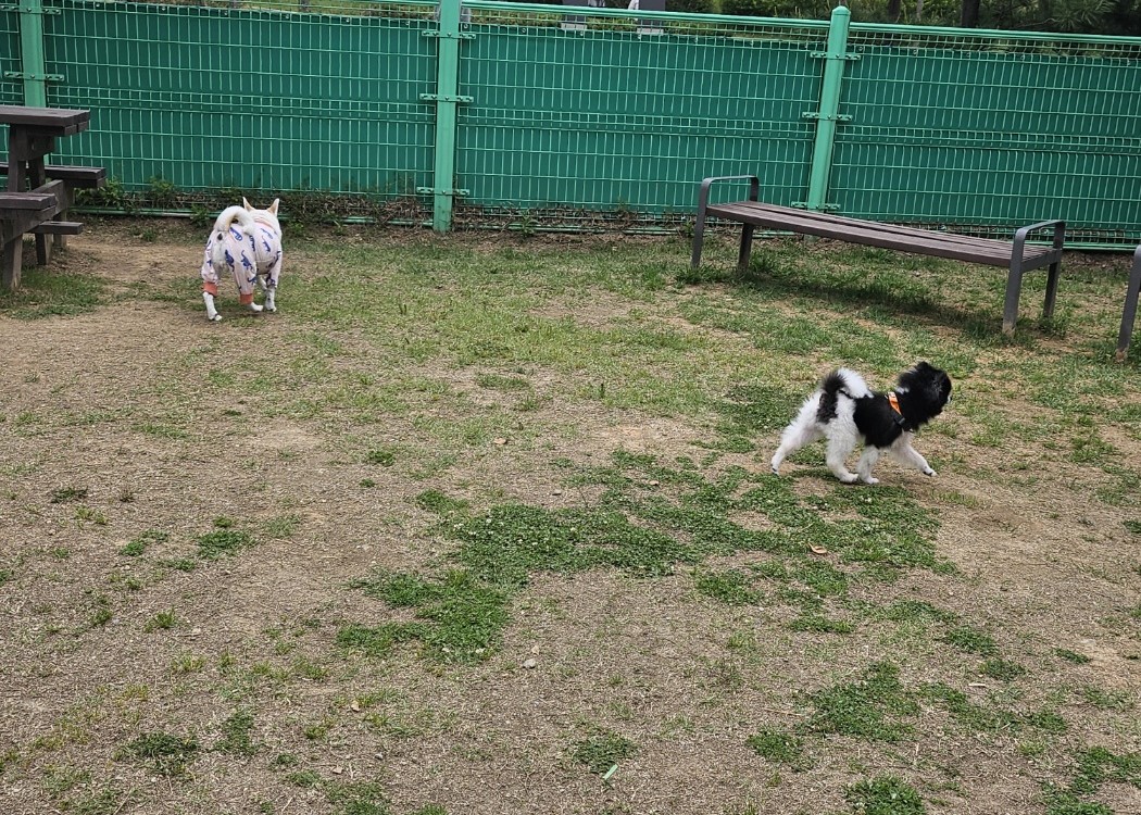 봄이(하울이) 임보 5주일차