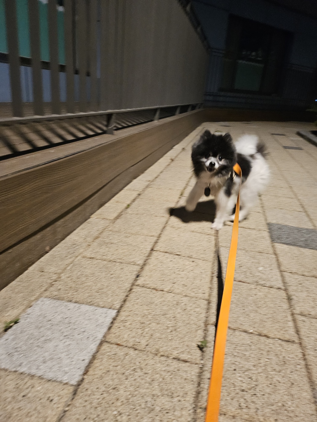 봄이(하울이) 임보 5주일차