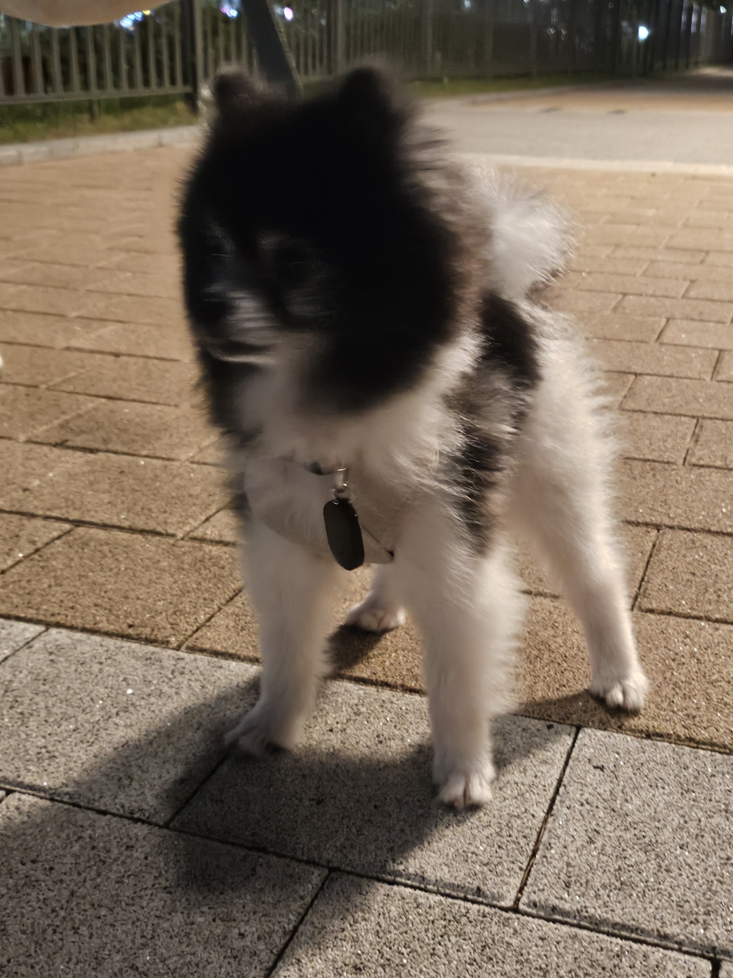 봄이(하울이) 임보 5주일차