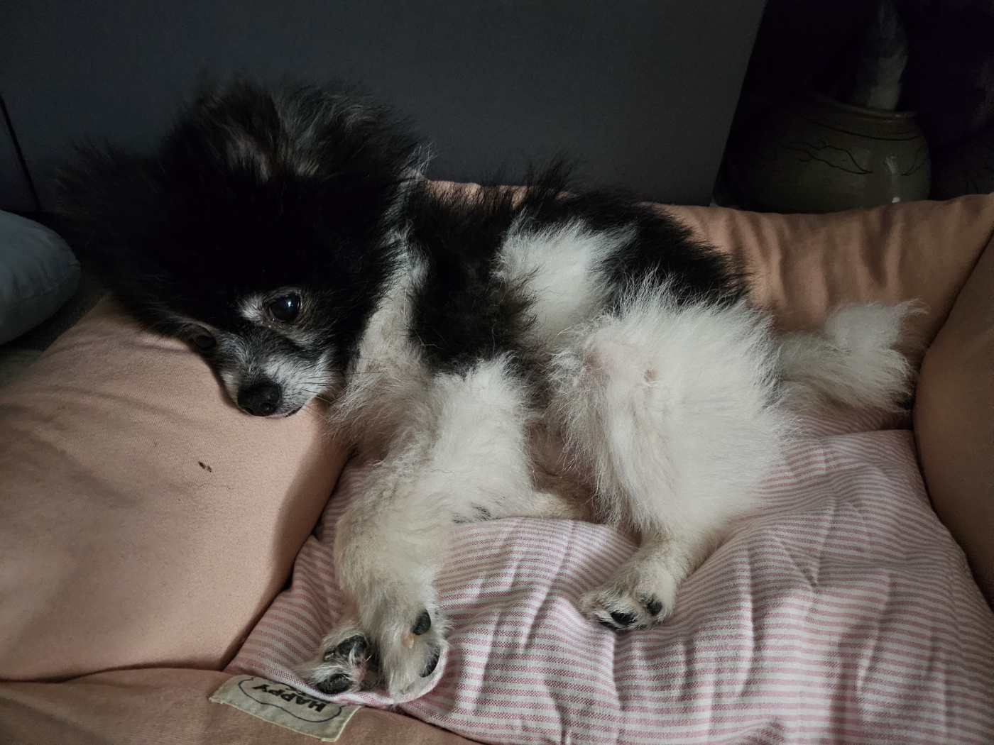 봄이(하울이) 임보 5주일차