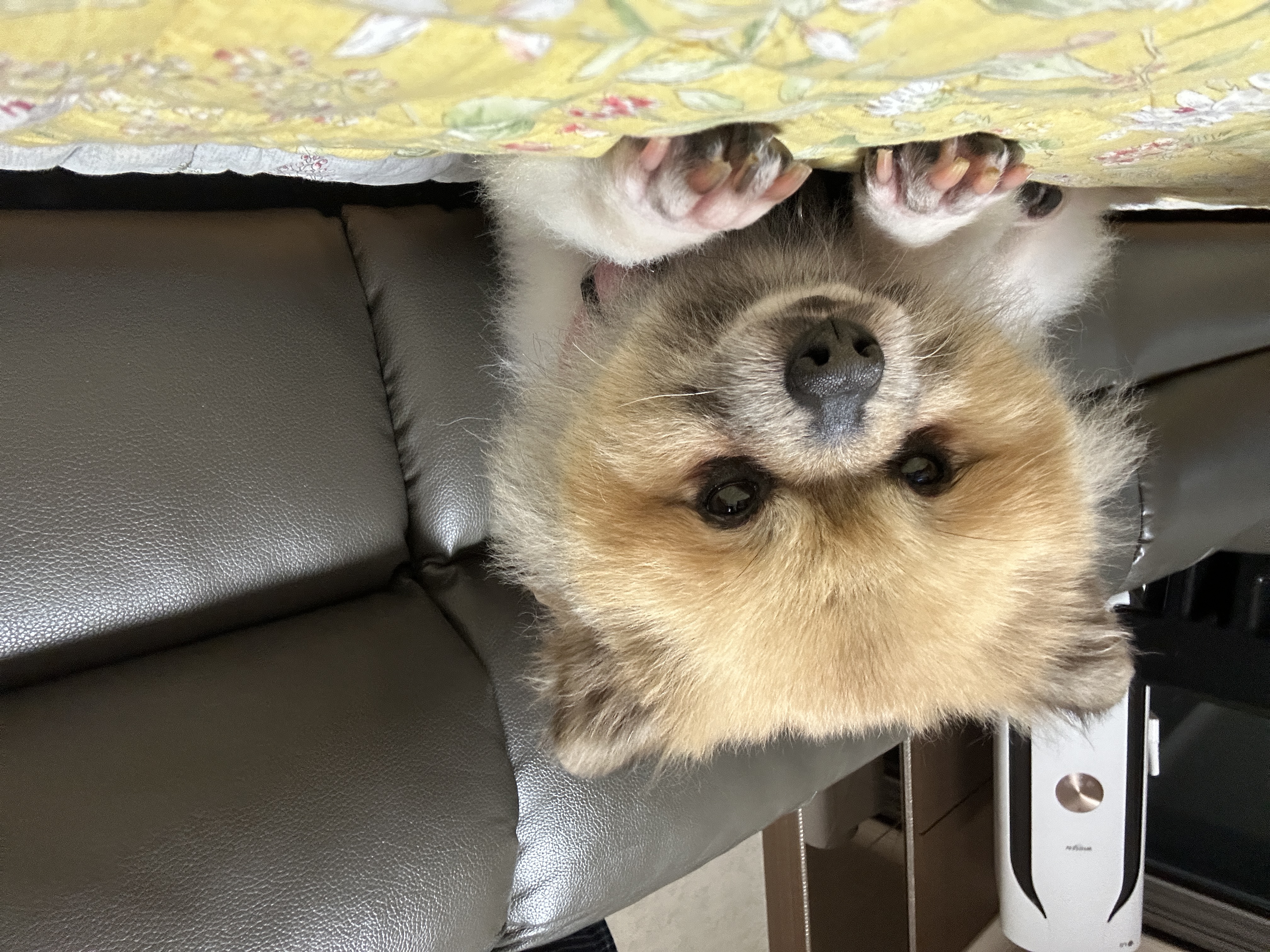 이뽀 임보 1주일차