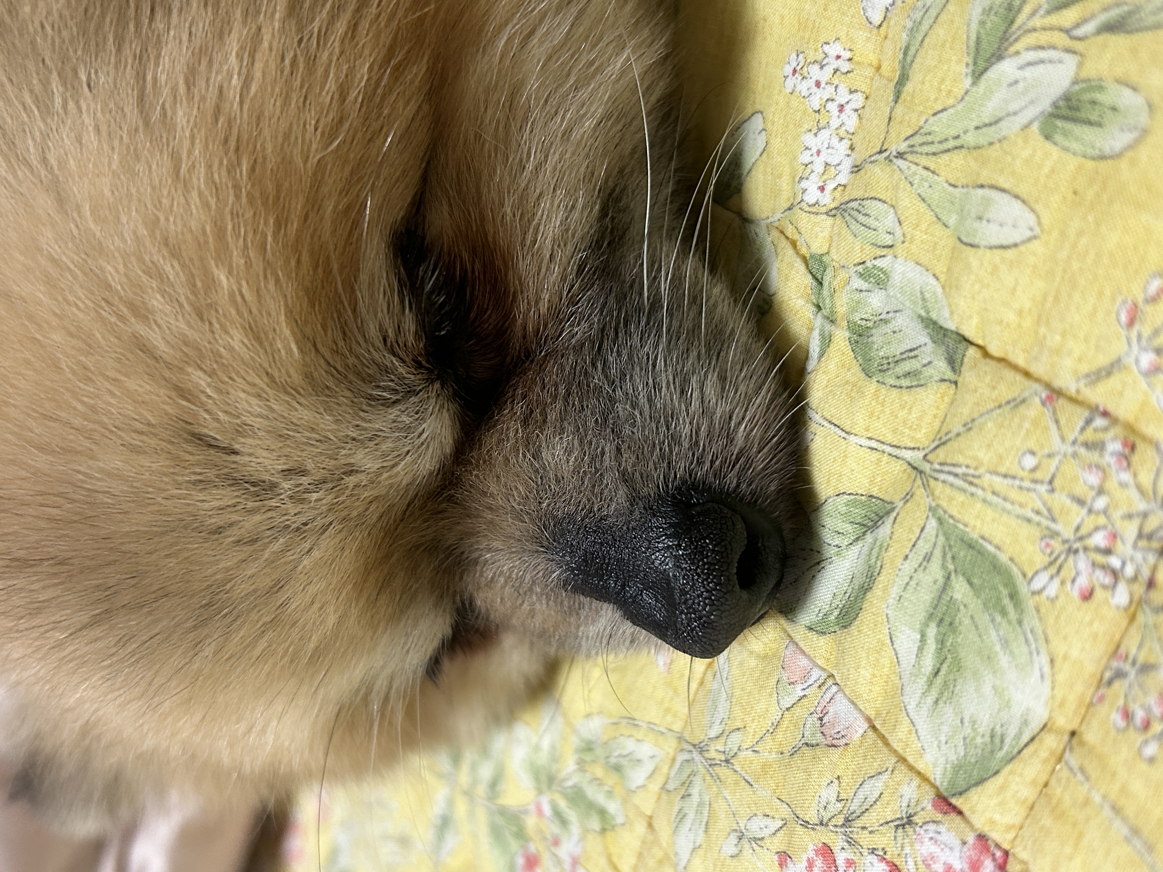 이뽀 임보 1주일차