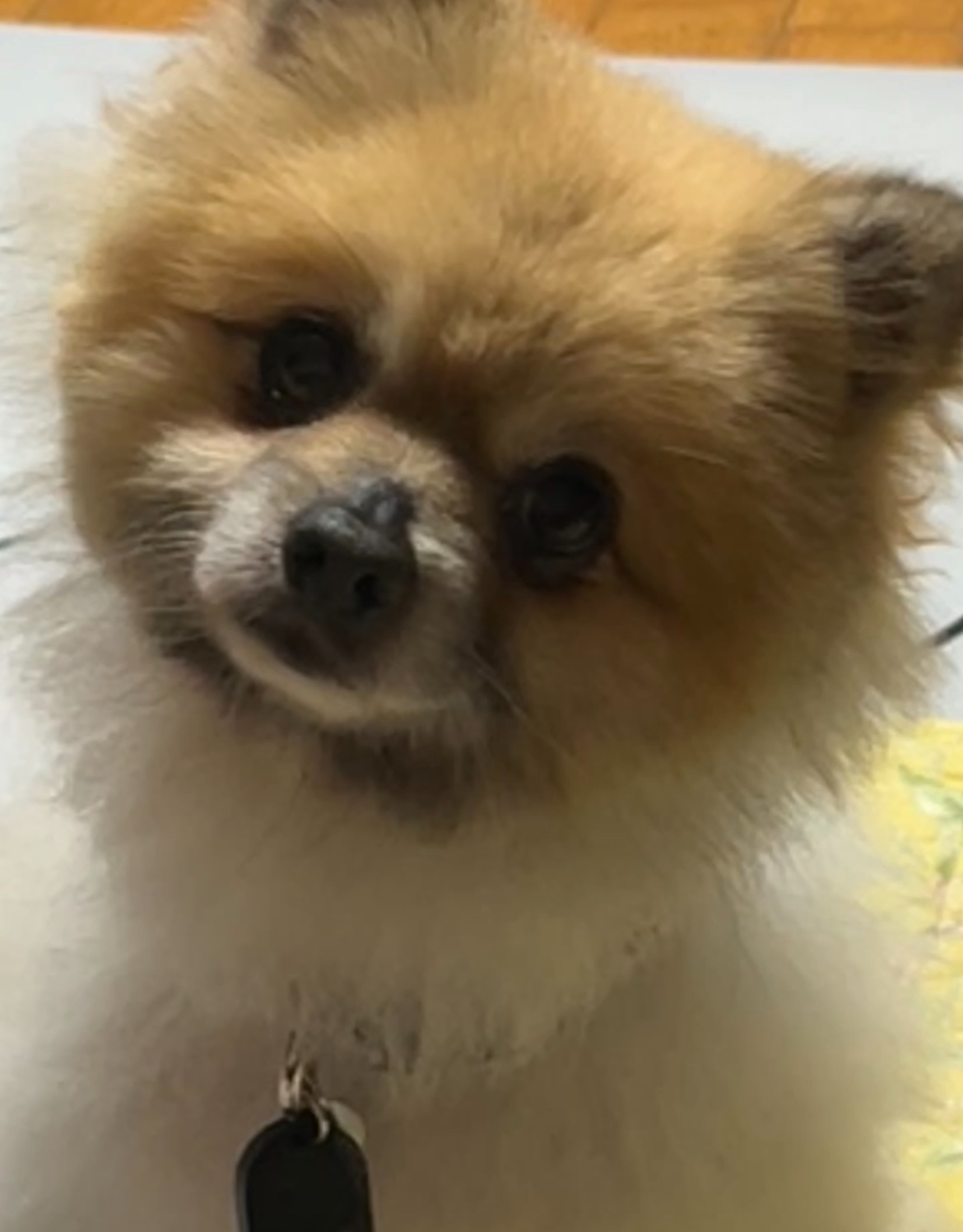 이뽀 임보 1주일차