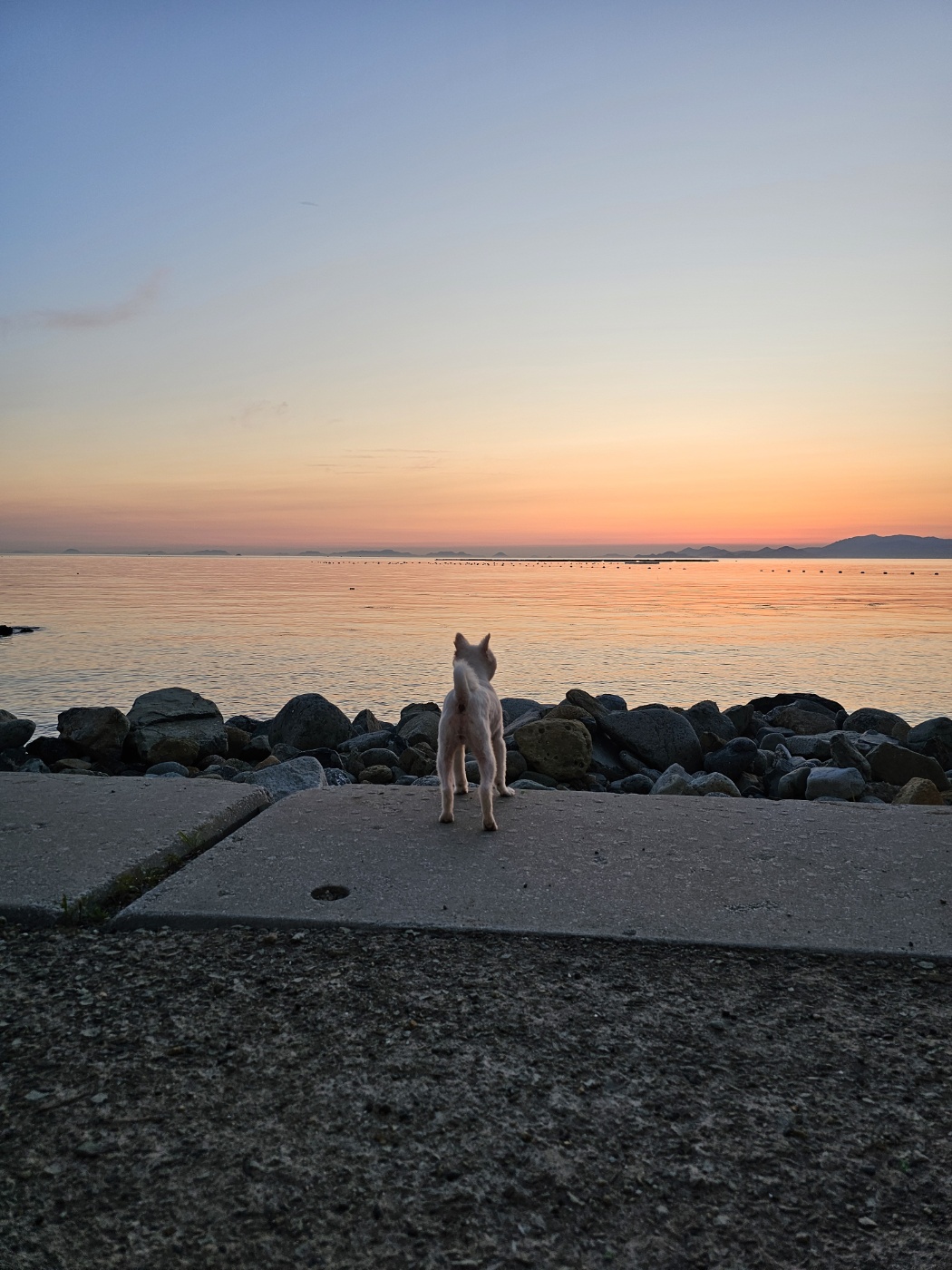  사랑스러운 햇살이 (뽀동이) 소식 전해요