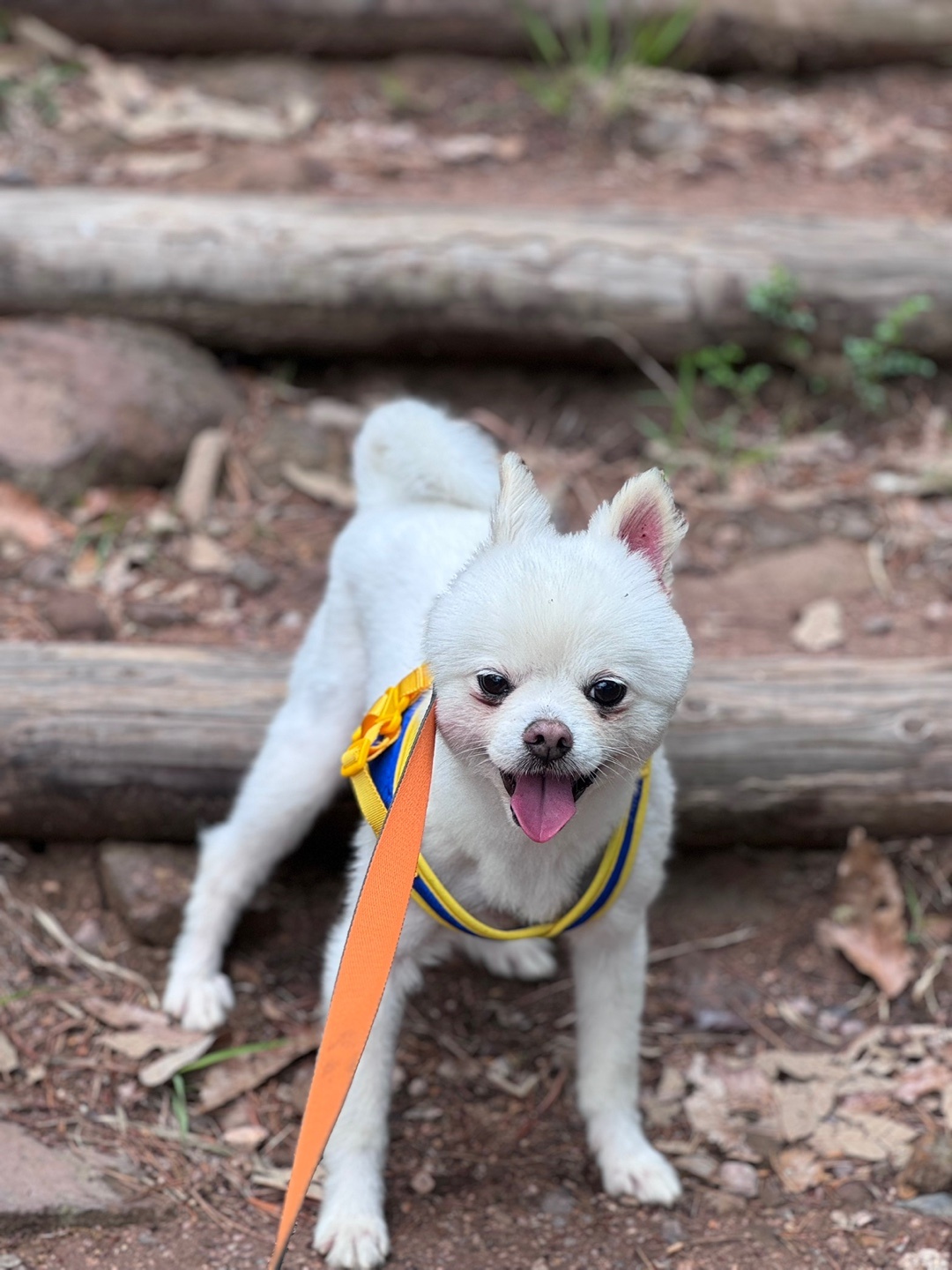  사랑스러운 햇살이 (뽀동이) 소식 전해요