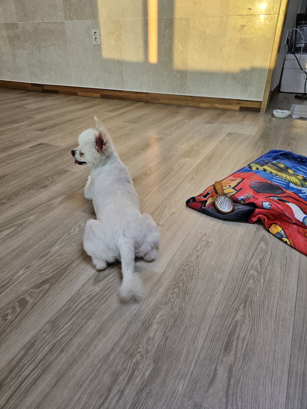  사랑스러운 햇살이 (뽀동이) 소식 전해요