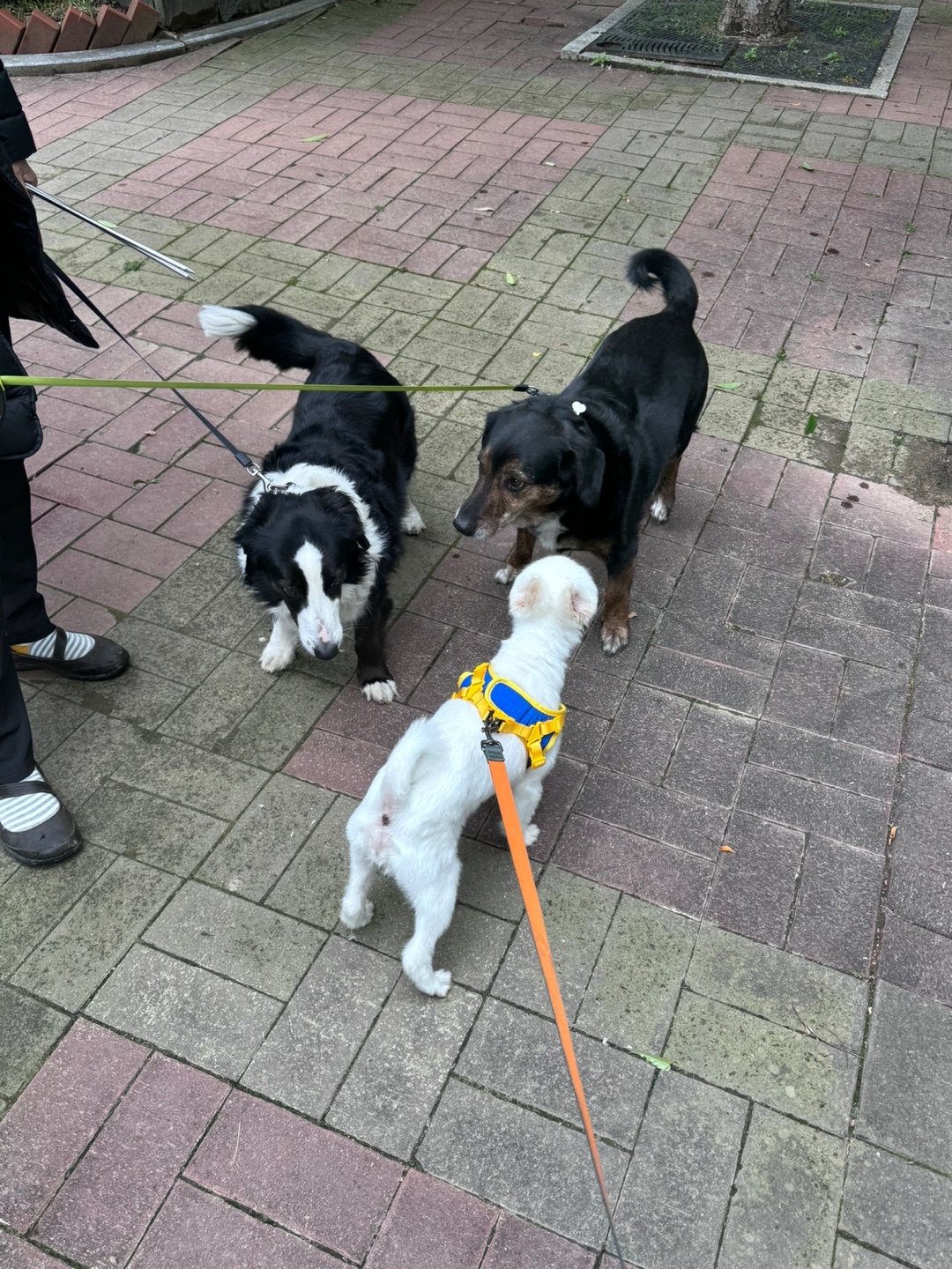  사랑스러운 햇살이 (뽀동이) 소식 전해요