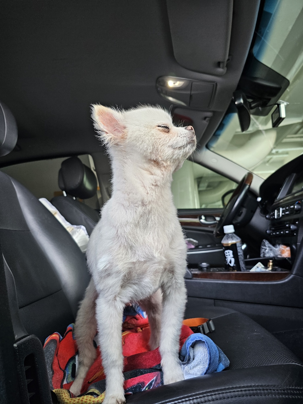  사랑스러운 햇살이 (뽀동이) 소식 전해요