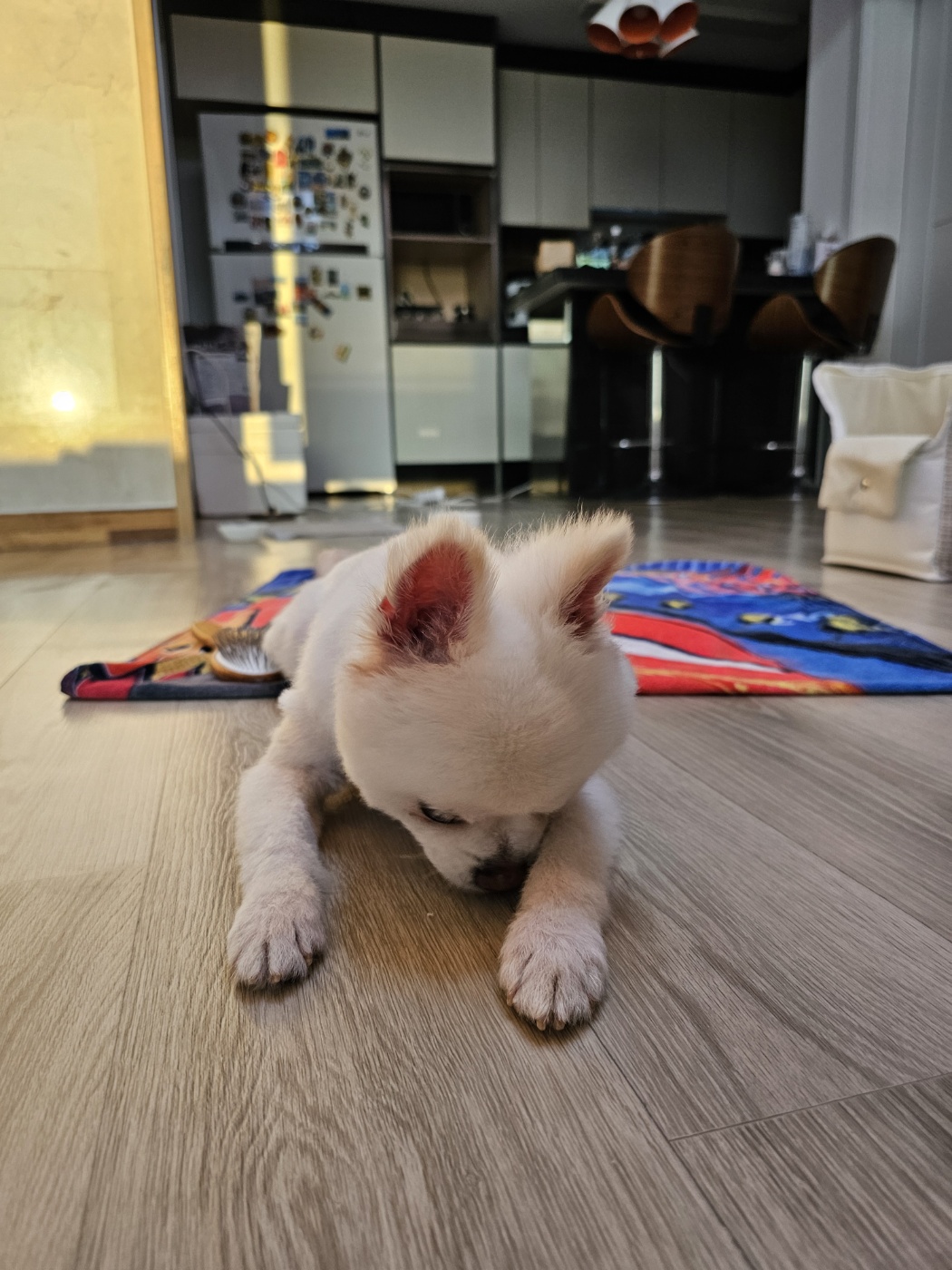  사랑스러운 햇살이 (뽀동이) 소식 전해요