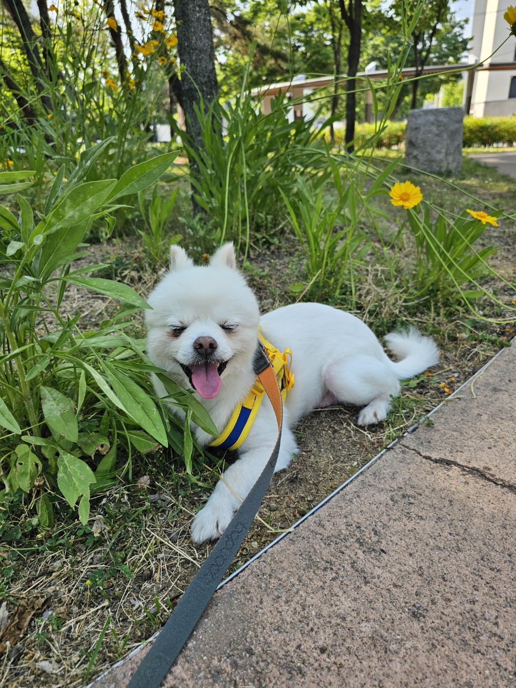  사랑스러운 햇살이 (뽀동이) 소식 전해요