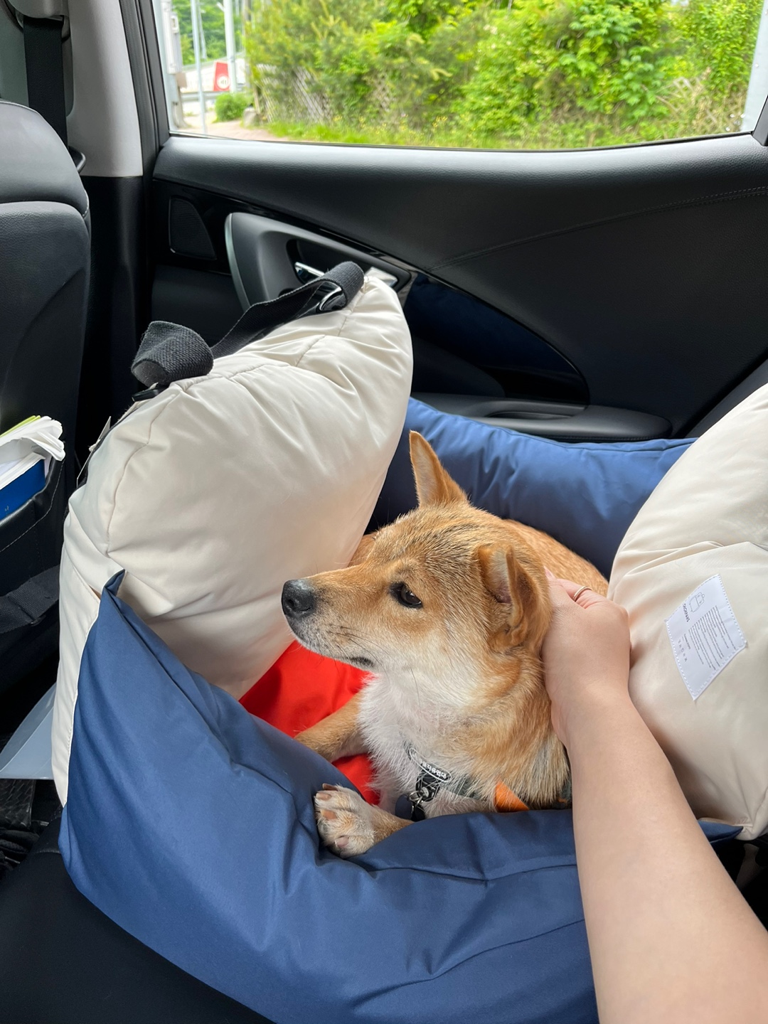 애교둥이 금동이(쫄이) 임보 일주일차 이야기 