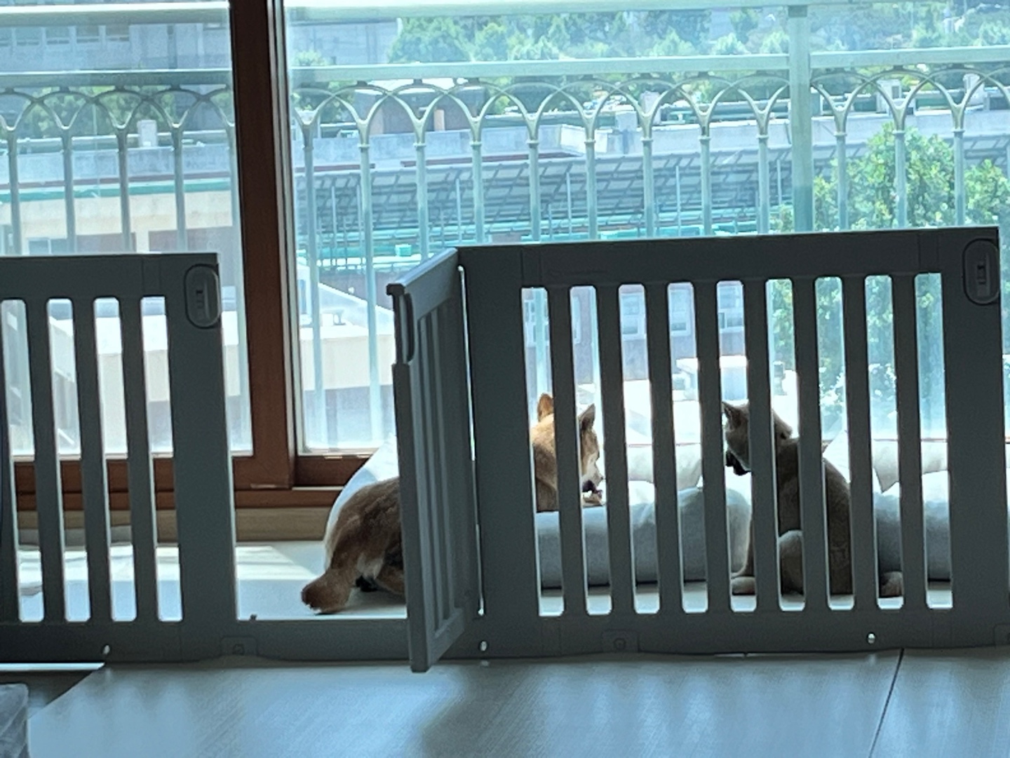 애교둥이 금동이(쫄이) 임보 일주일차 이야기 