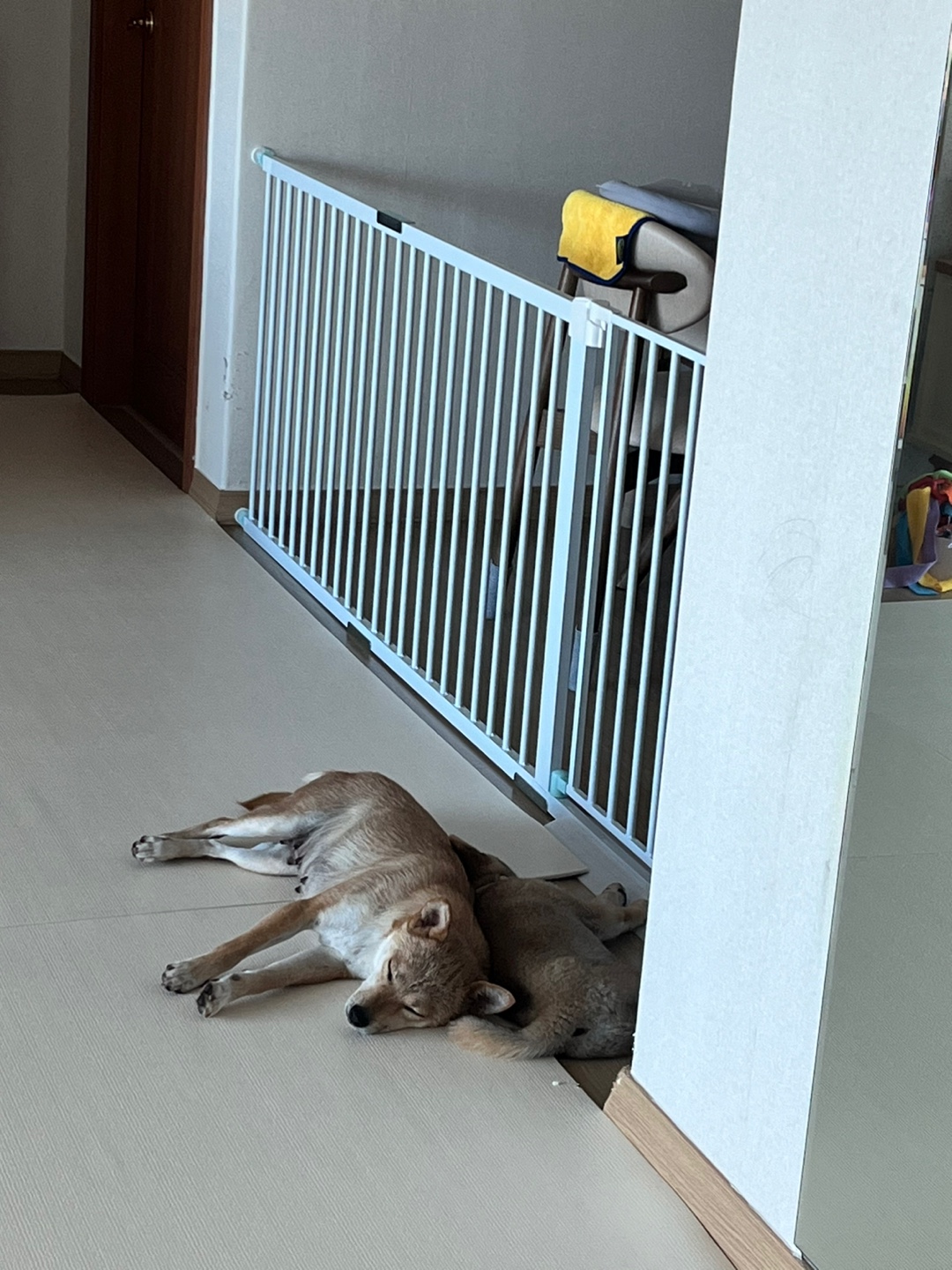 애교둥이 금동이(쫄이) 임보 일주일차 이야기 