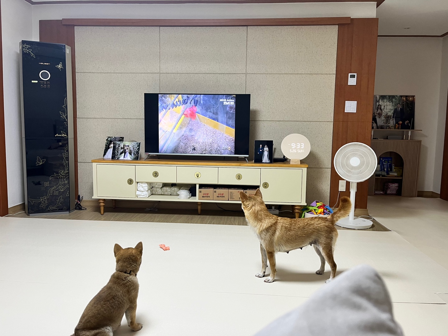 애교둥이 금동이(쫄이) 임보 일주일차 이야기 