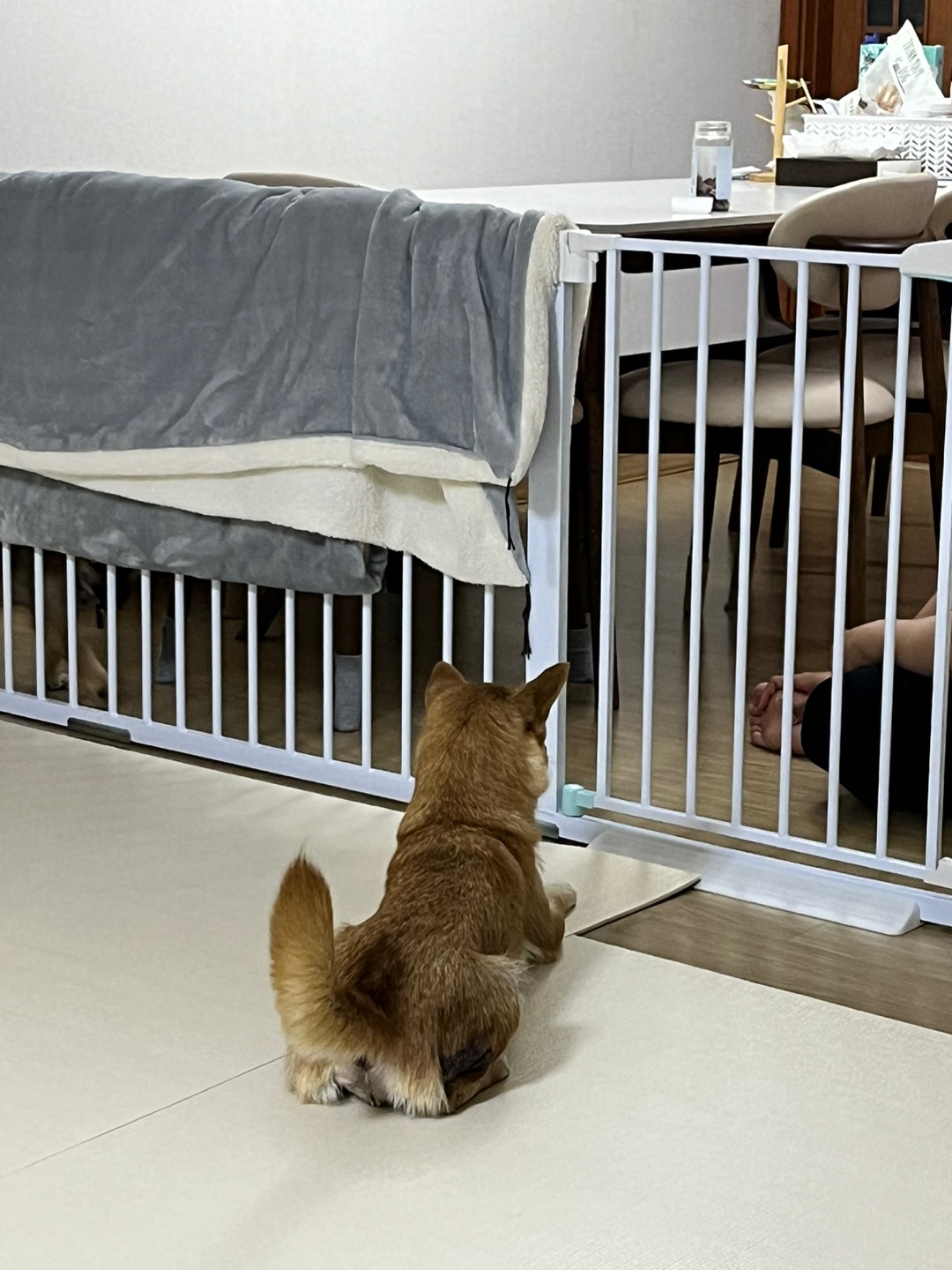 애교둥이 금동이(쫄이) 임보 일주일차 이야기 