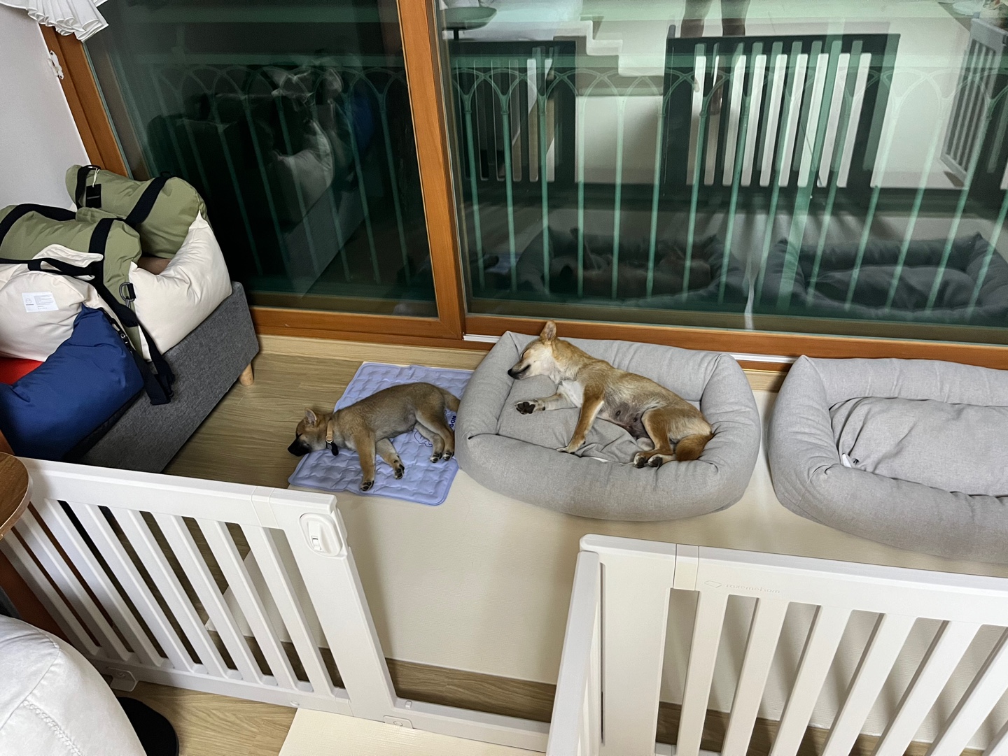 애교둥이 금동이(쫄이) 임보 일주일차 이야기 