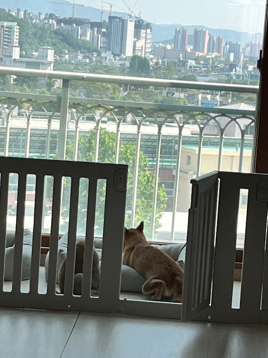 애교둥이 금동이(쫄이) 임보 일주일차 이야기 