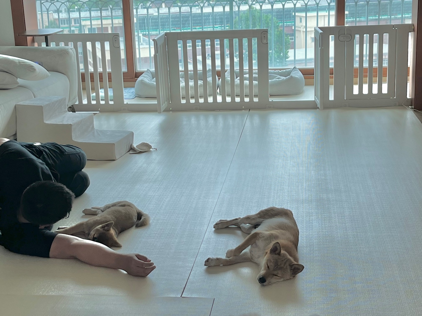 애교둥이 금동이(쫄이) 임보 일주일차 이야기 