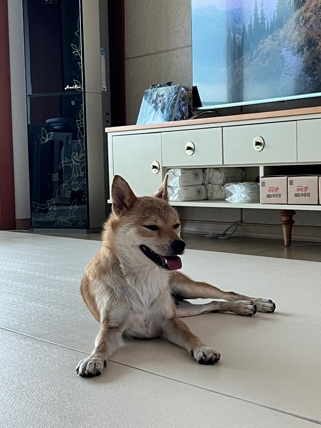 애교둥이 금동이(쫄이) 임보 일주일차 이야기 