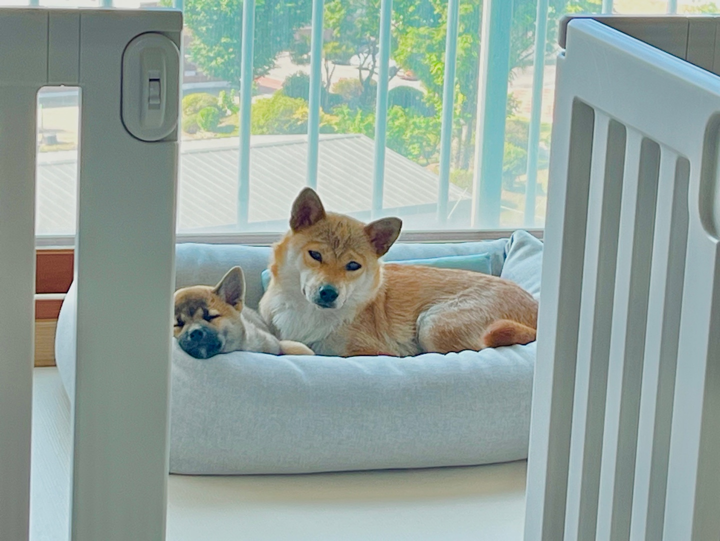 애교둥이 금동이(쫄이) 임보 일주일차 이야기 