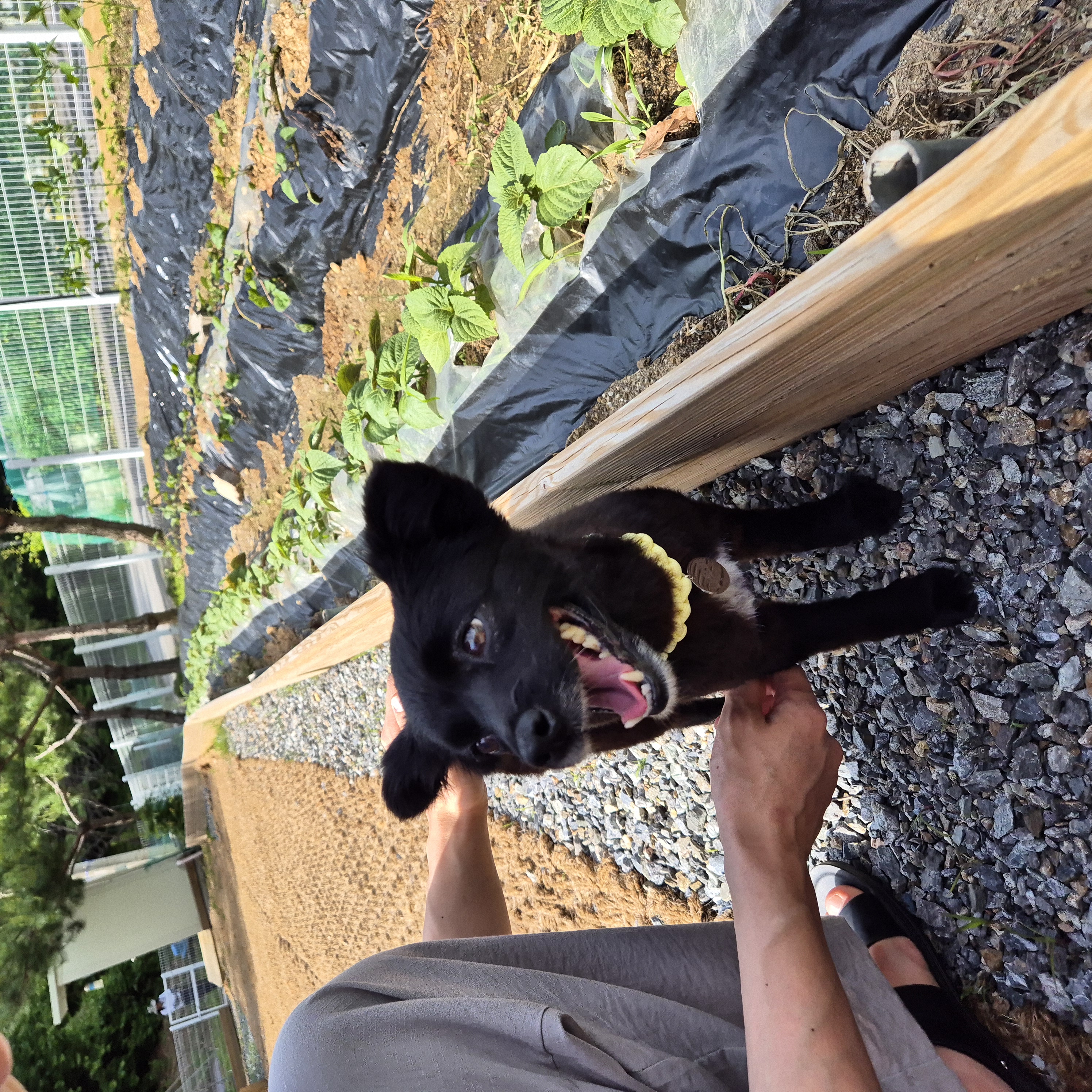 나오미 입양 3개월 후기