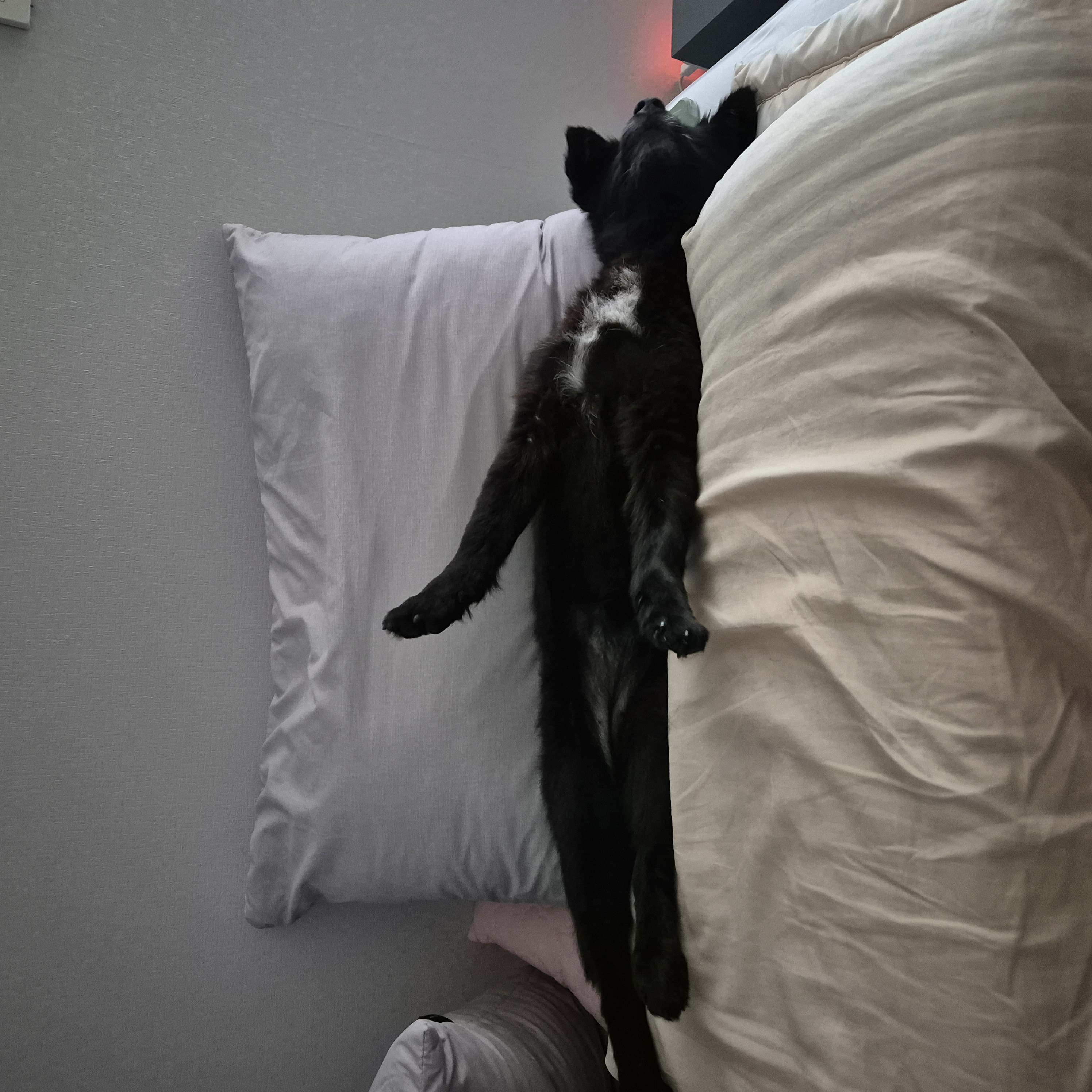 나오미 입양 3개월 후기