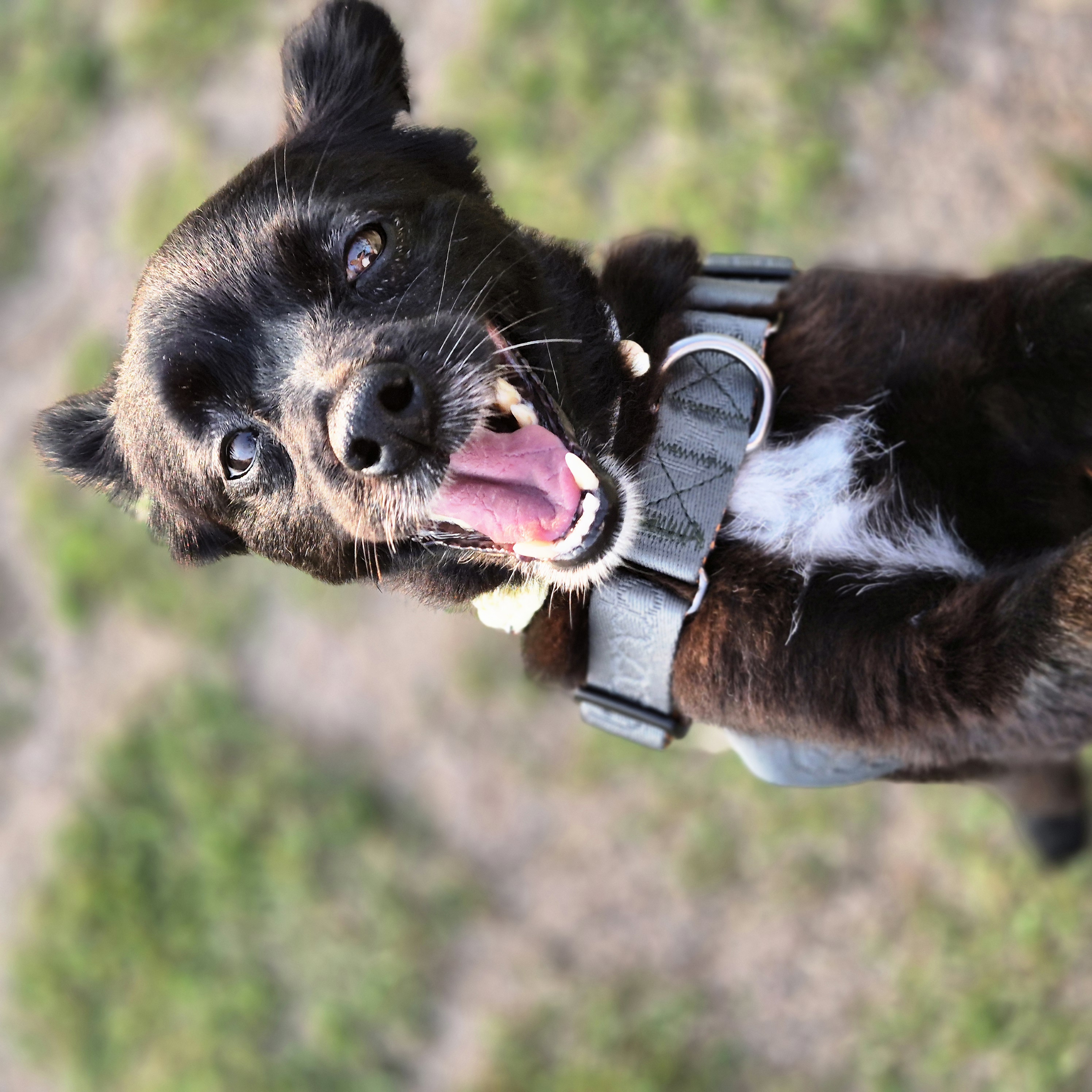 나오미 입양 3개월 후기