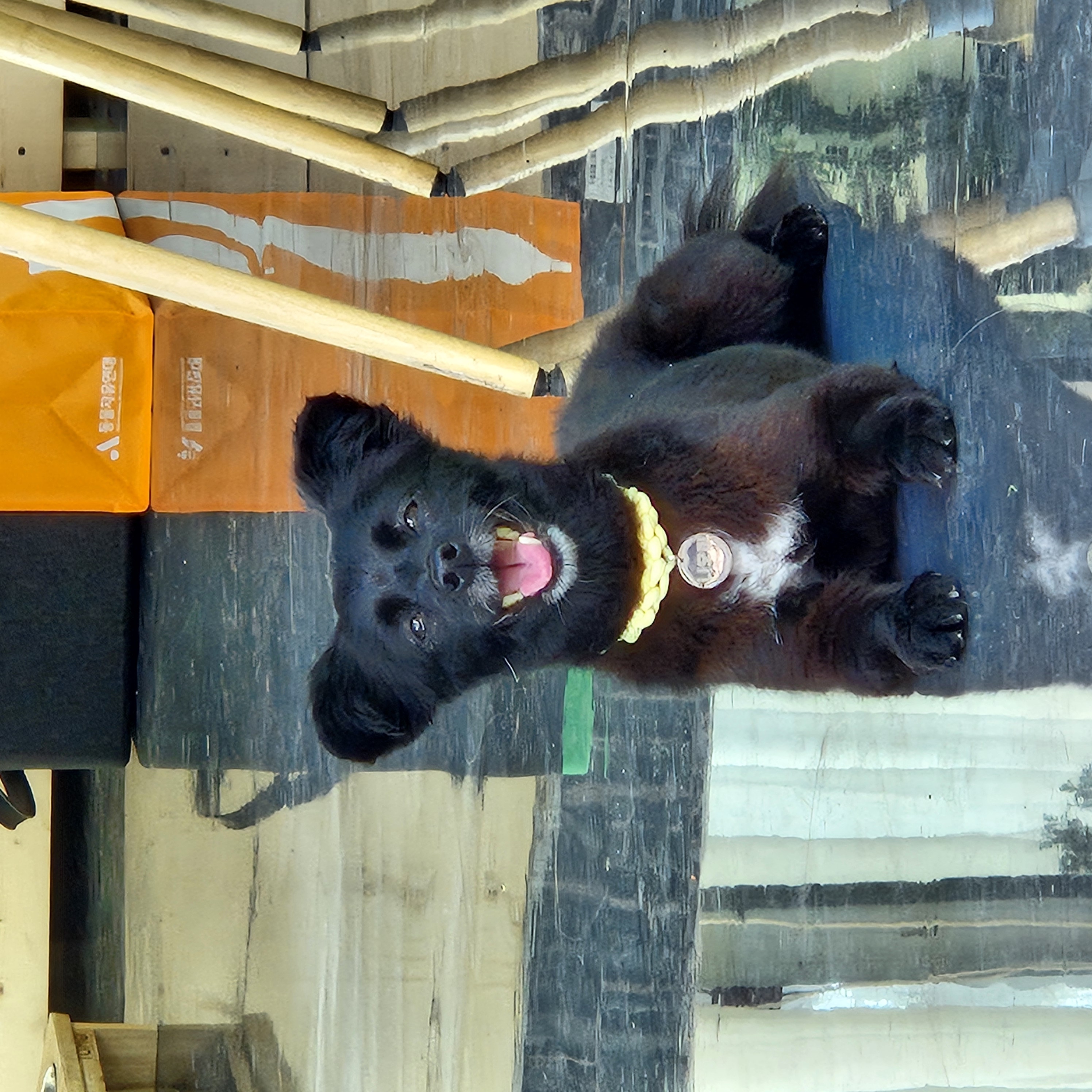 나오미 입양 3개월 후기