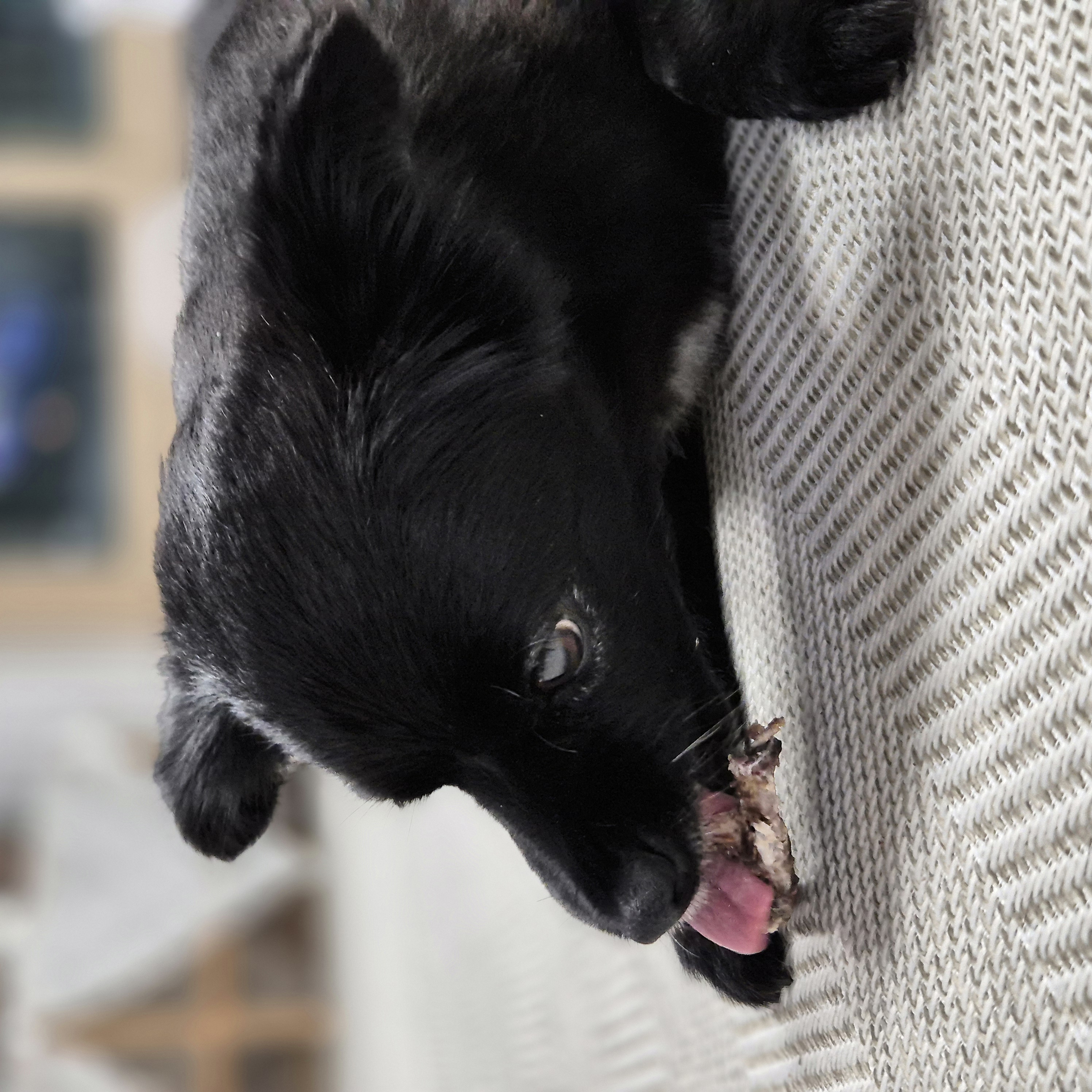 나오미 입양 3개월 후기