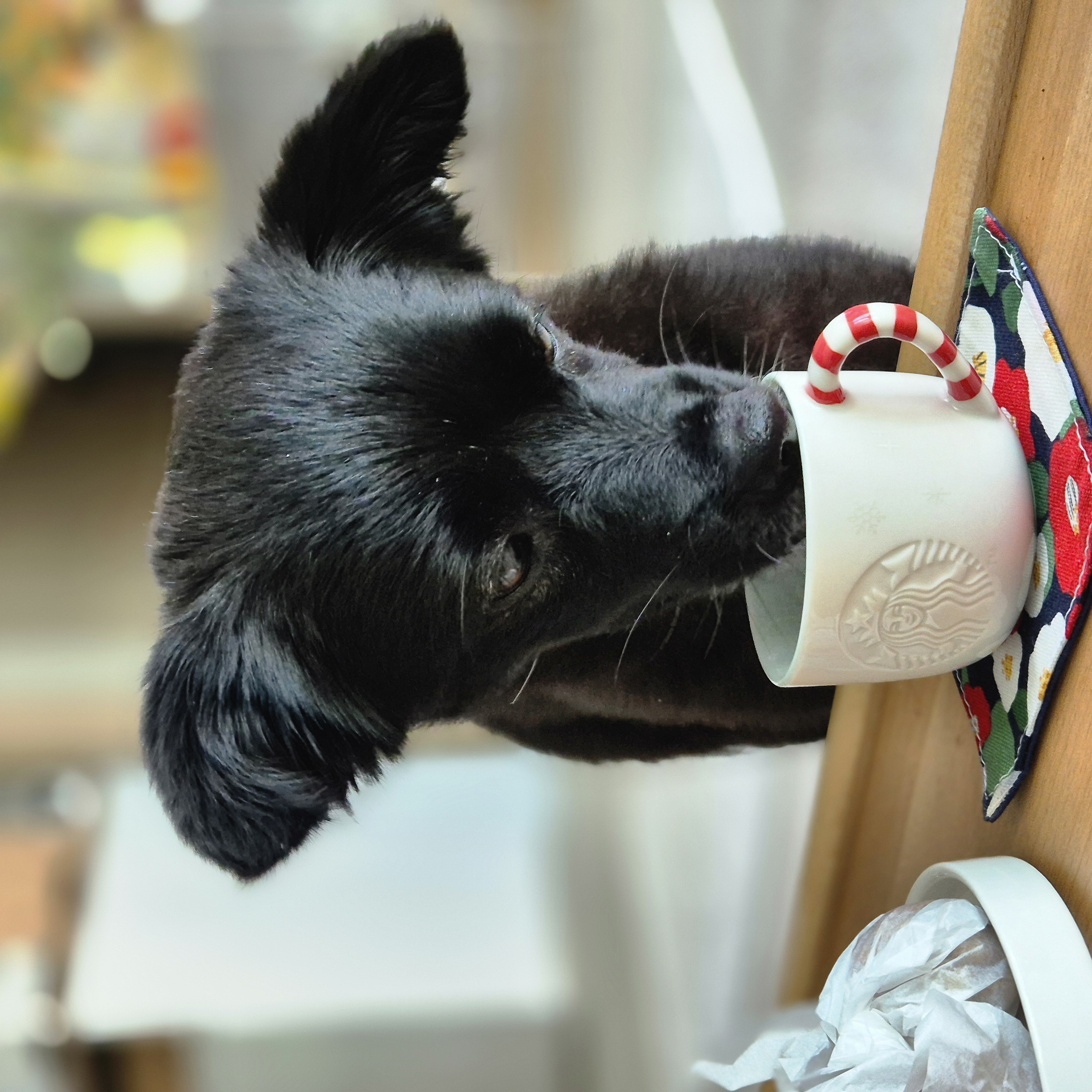 나오미 입양 3개월 후기