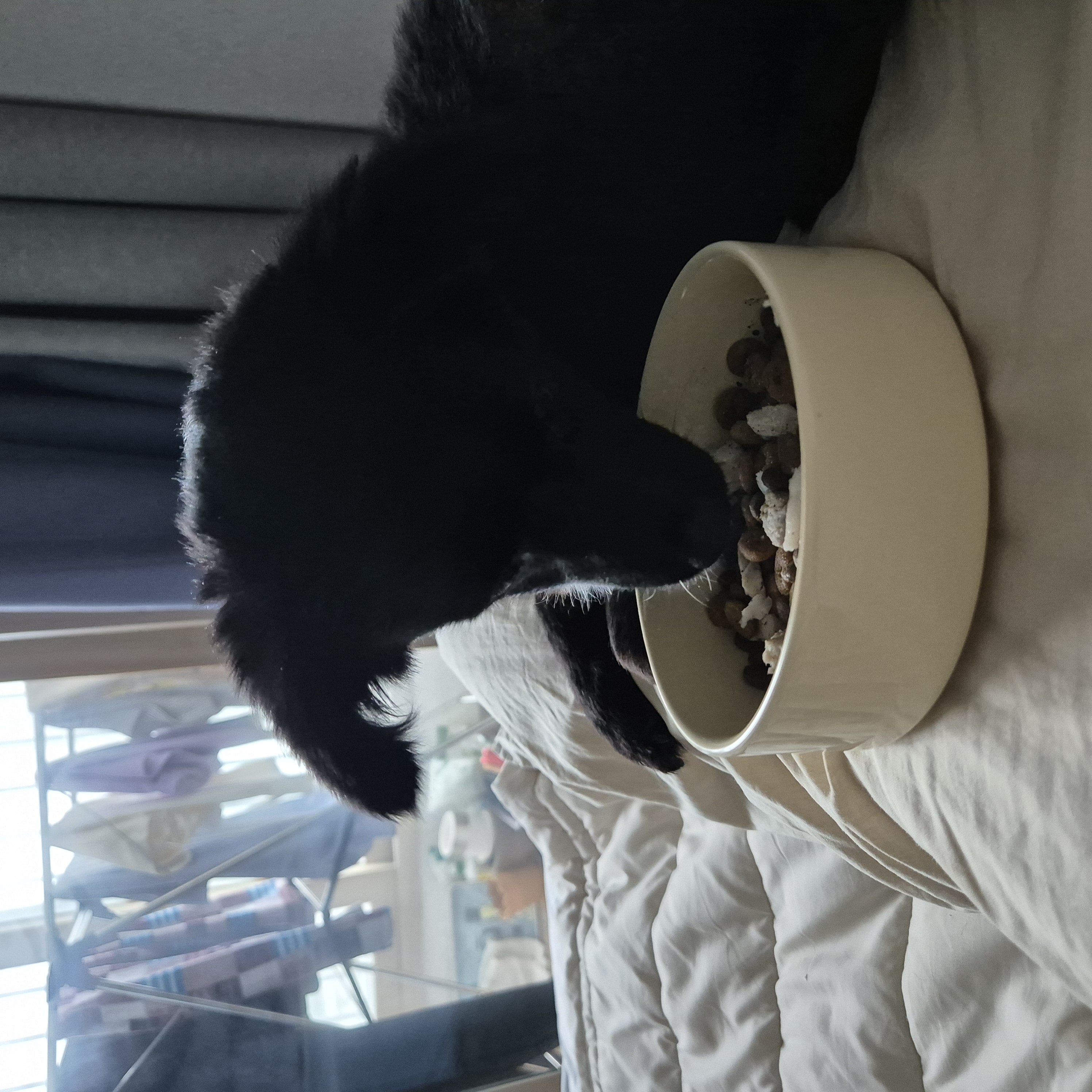 나오미 입양 3개월 후기