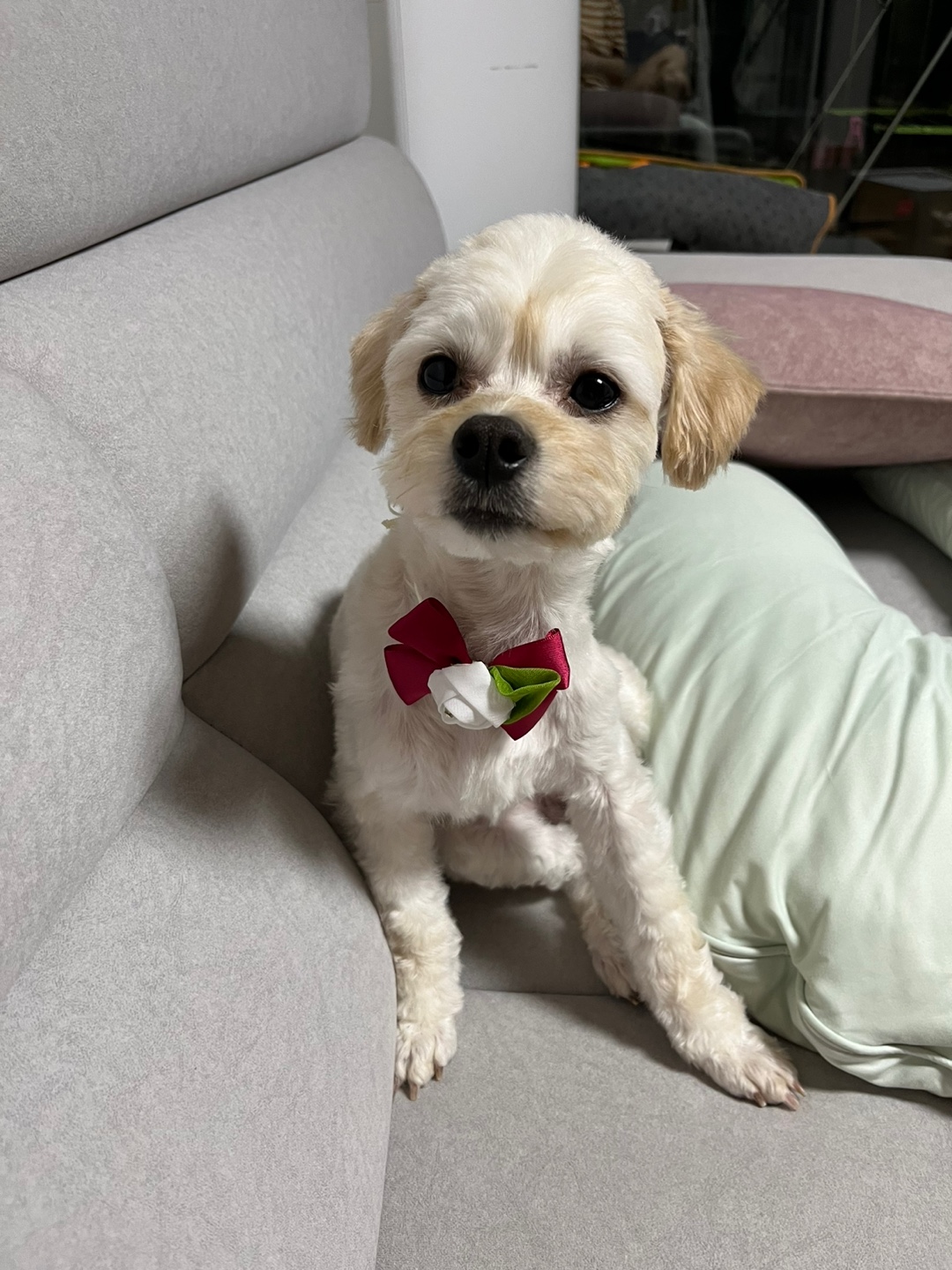 찹쌀이 (구 단발이) 임시보호 1개월차 ♥