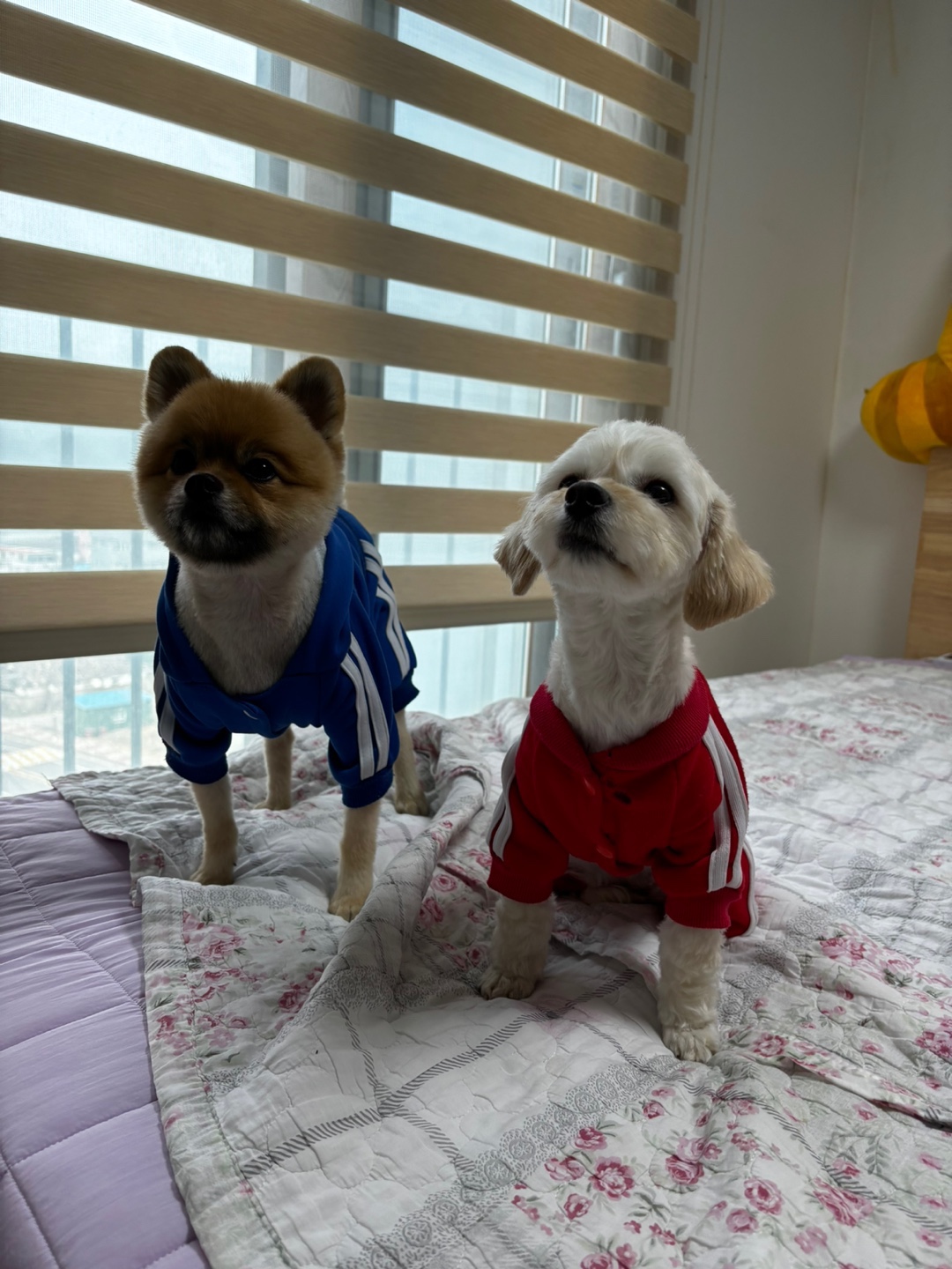 찹쌀이 (구 단발이) 임시보호 1개월차 ♥