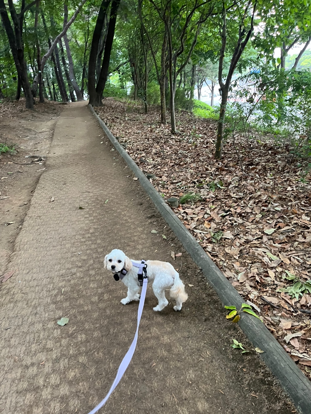 찹쌀이 (구 단발이) 임시보호 1개월차 ♥