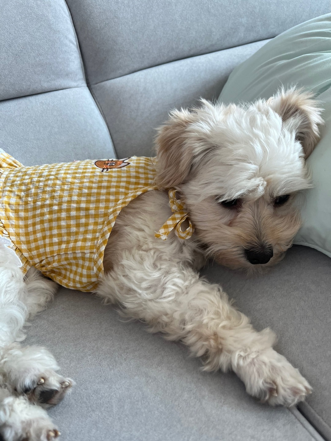 찹쌀이 (구 단발이) 임시보호 1개월차 ♥