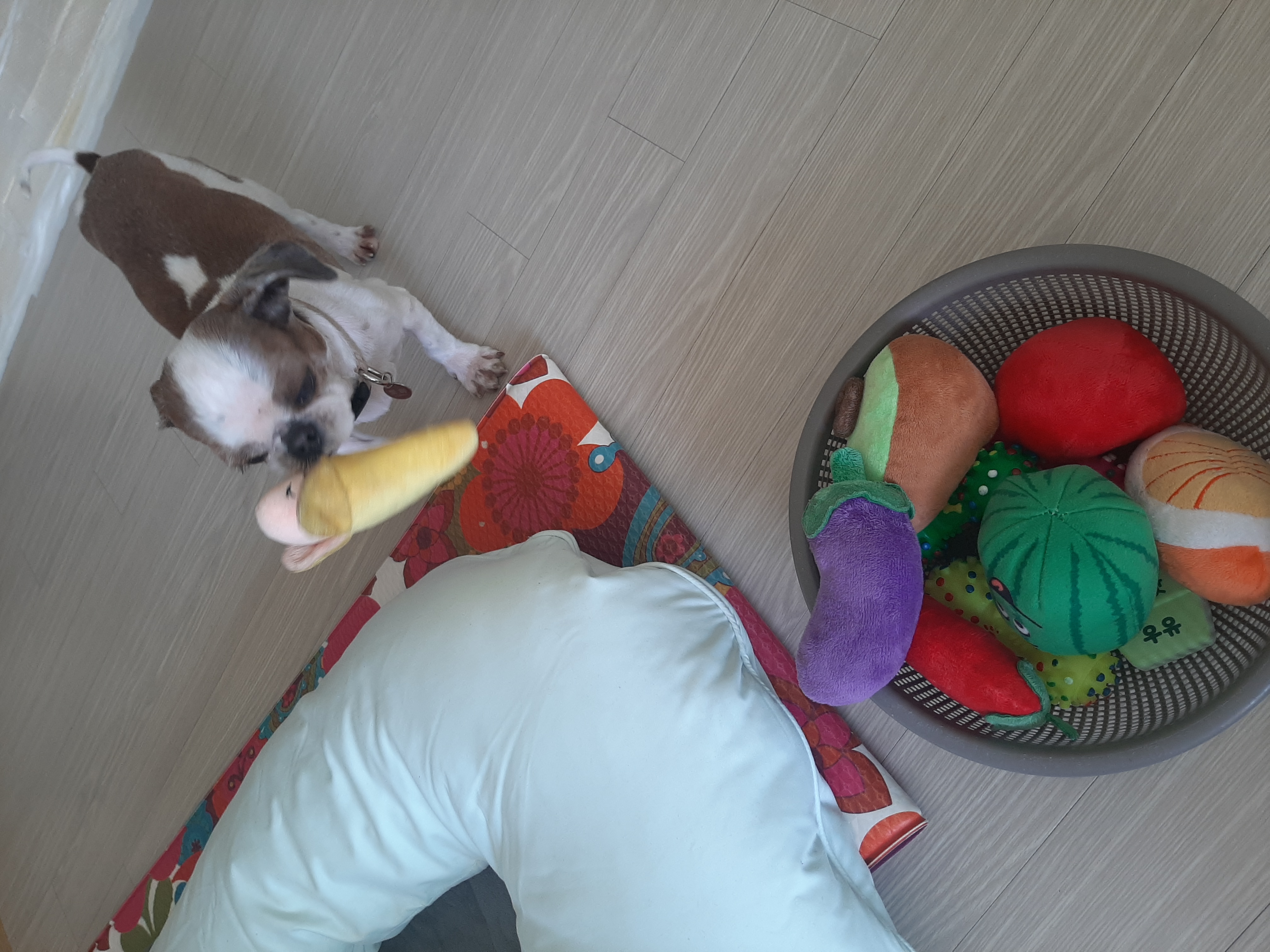 뽀야 임시보호1개월차후기