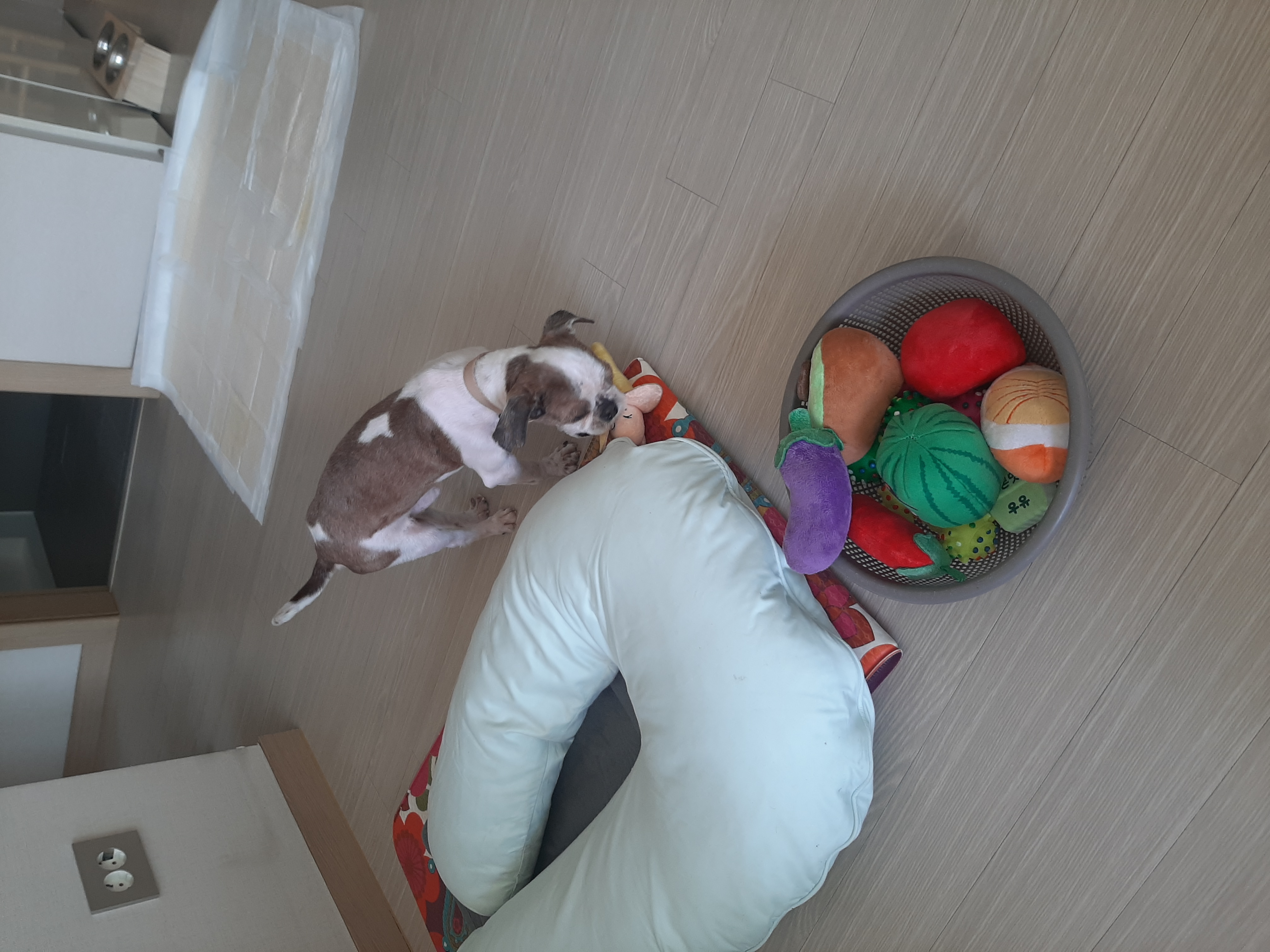 뽀야 임시보호1개월차후기