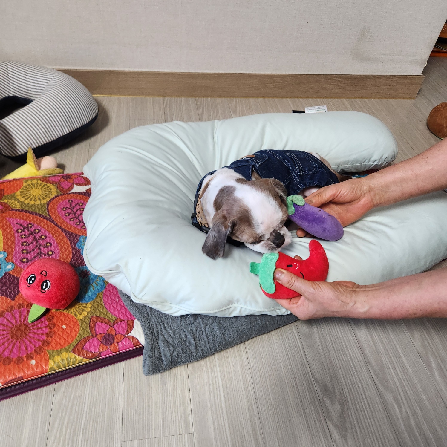 뽀야 임시보호1개월차후기