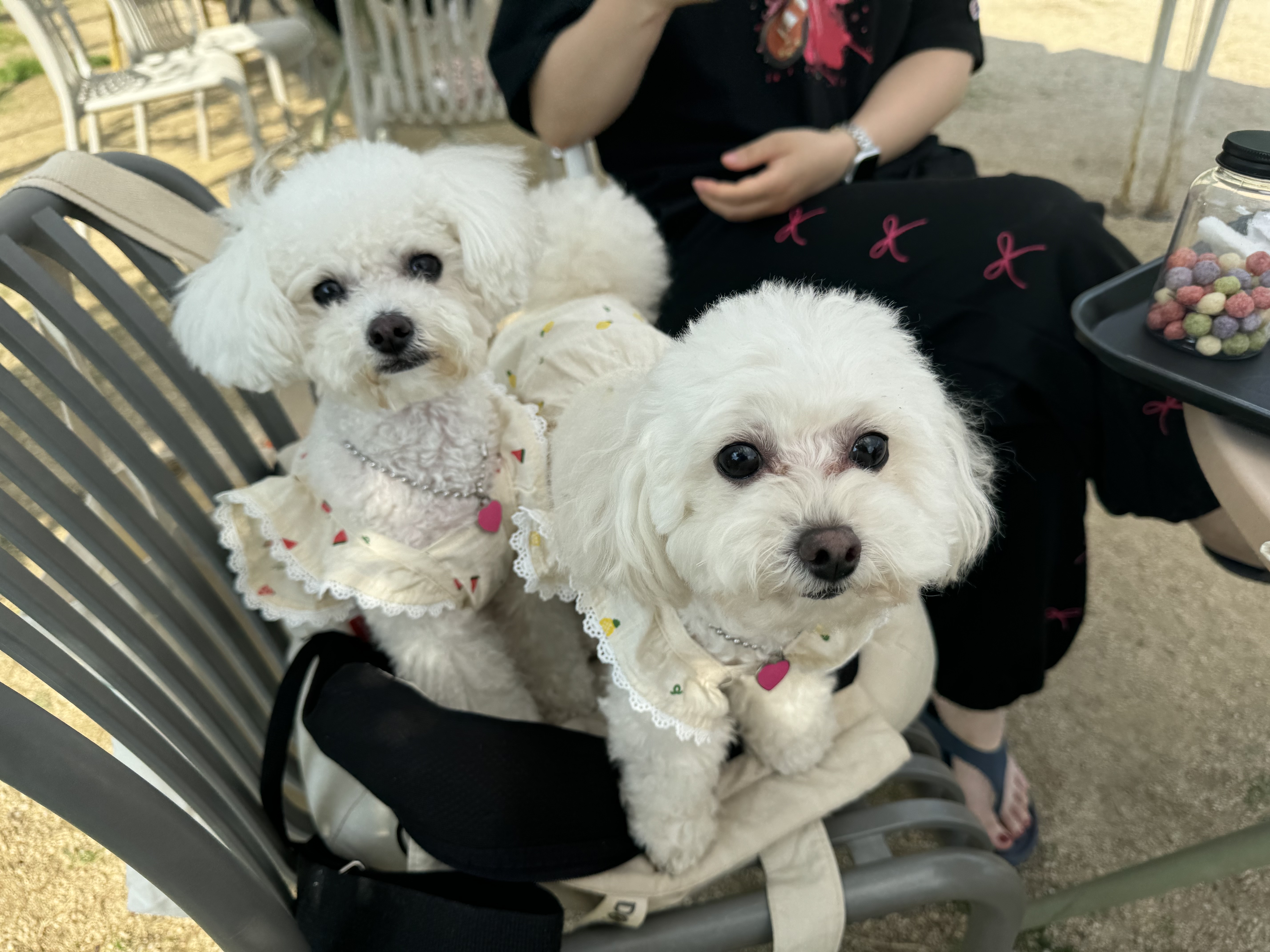 두리와 4년의 행복(구 사랑이)