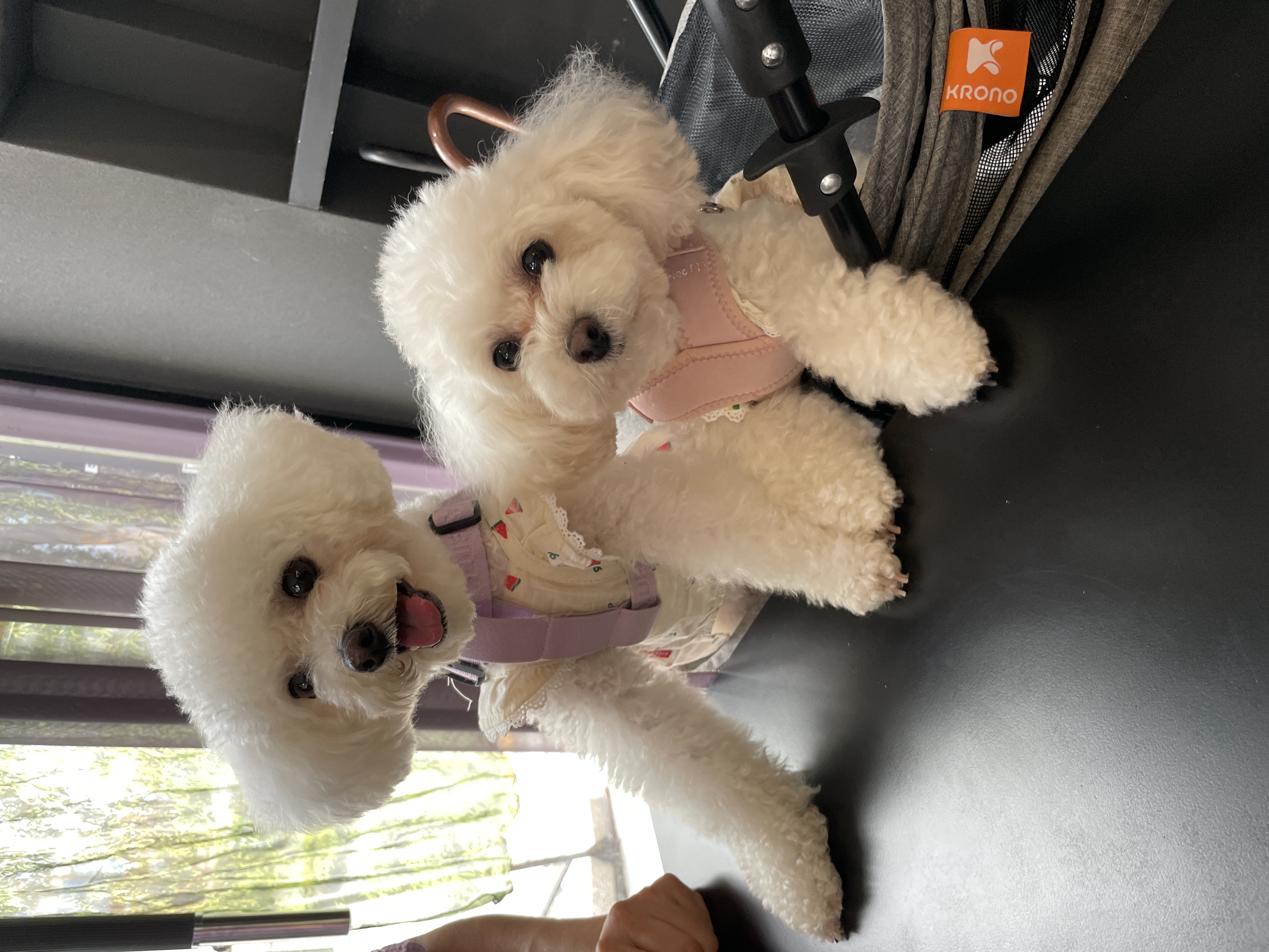 두리와 4년의 행복(구 사랑이)