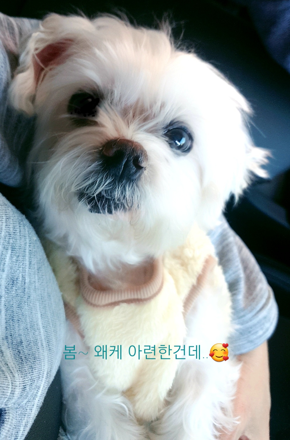 곤지암 청순이(봄이) 3년차 근황