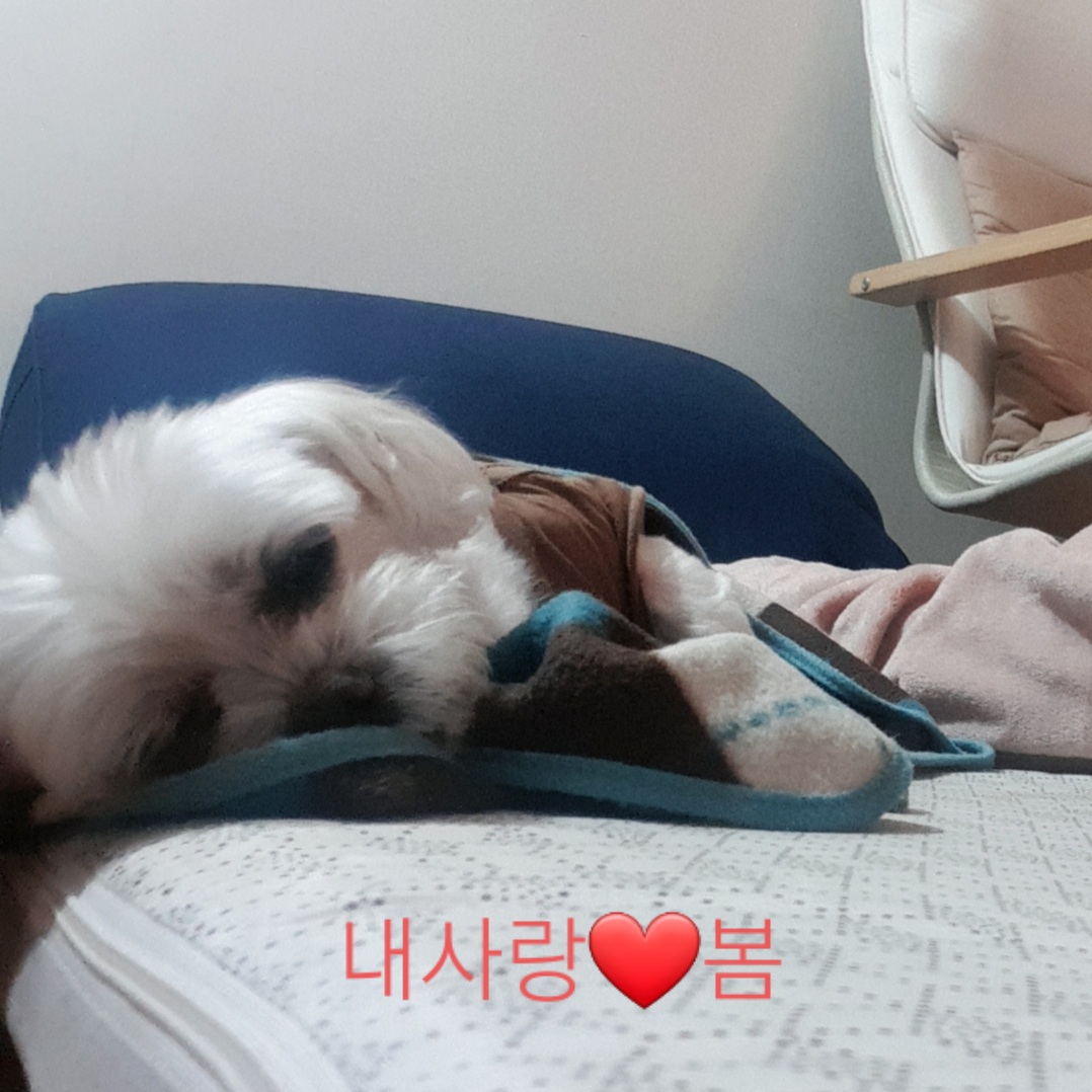 곤지암 청순이(봄이) 3년차 근황