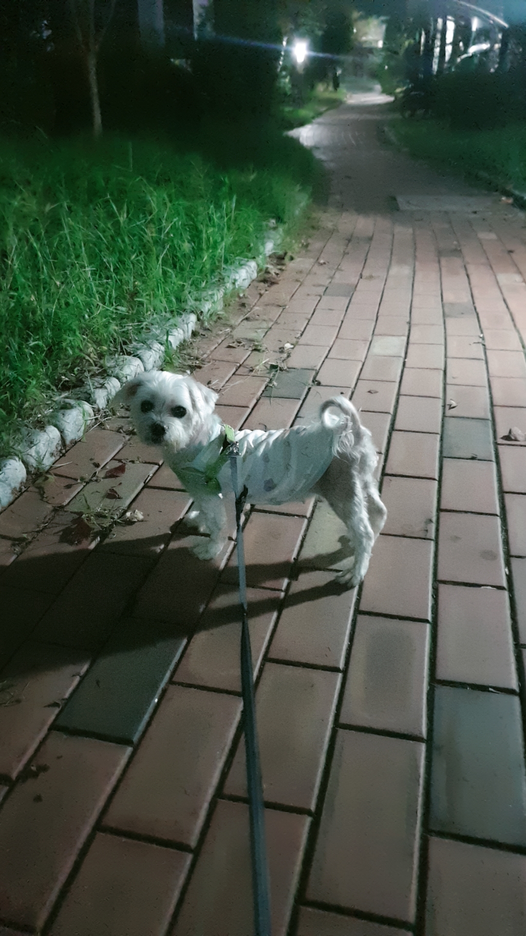 곤지암 청순이(봄이) 3년차 근황