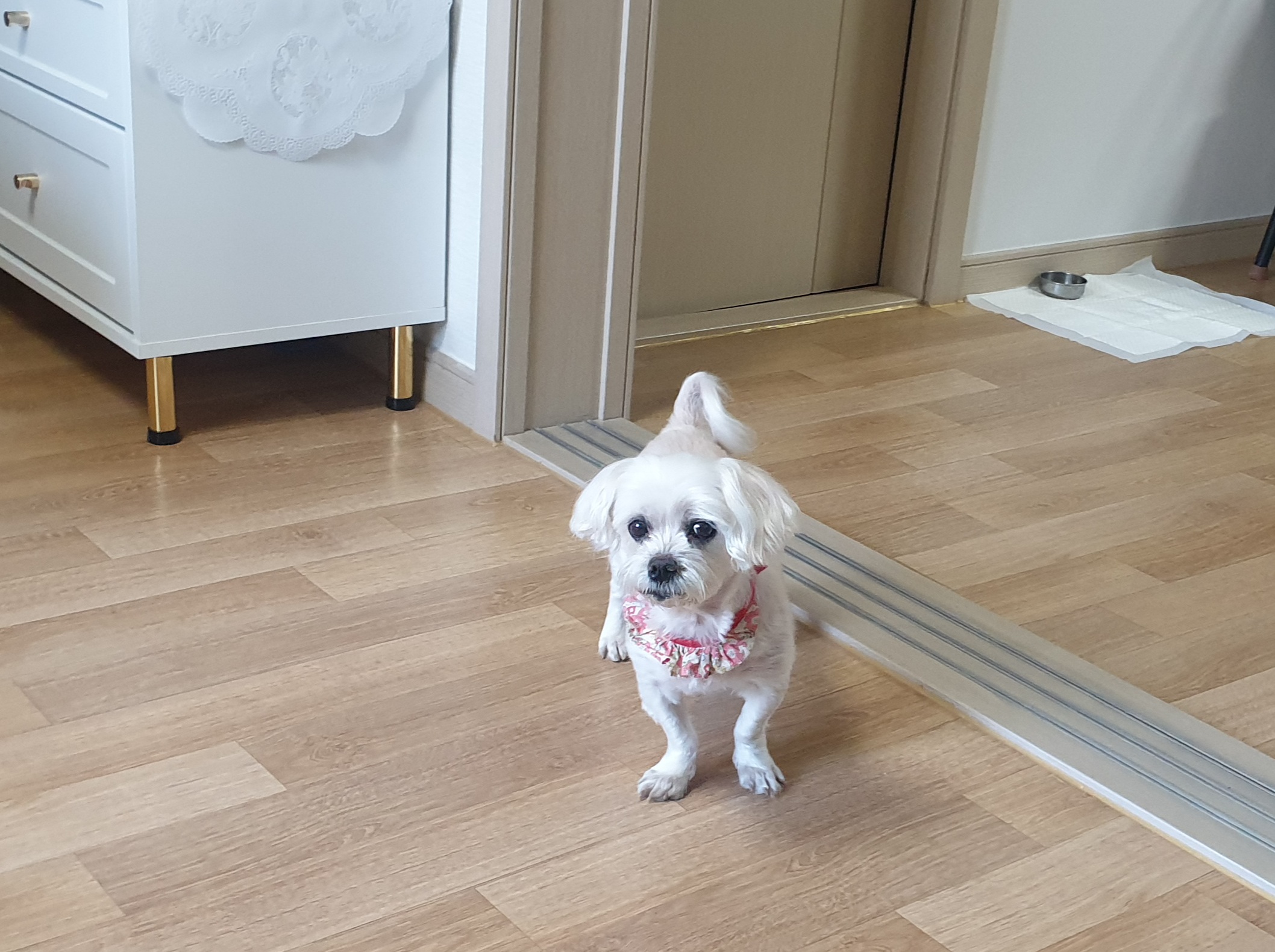 곤지암 청순이(봄이) 3년차 근황